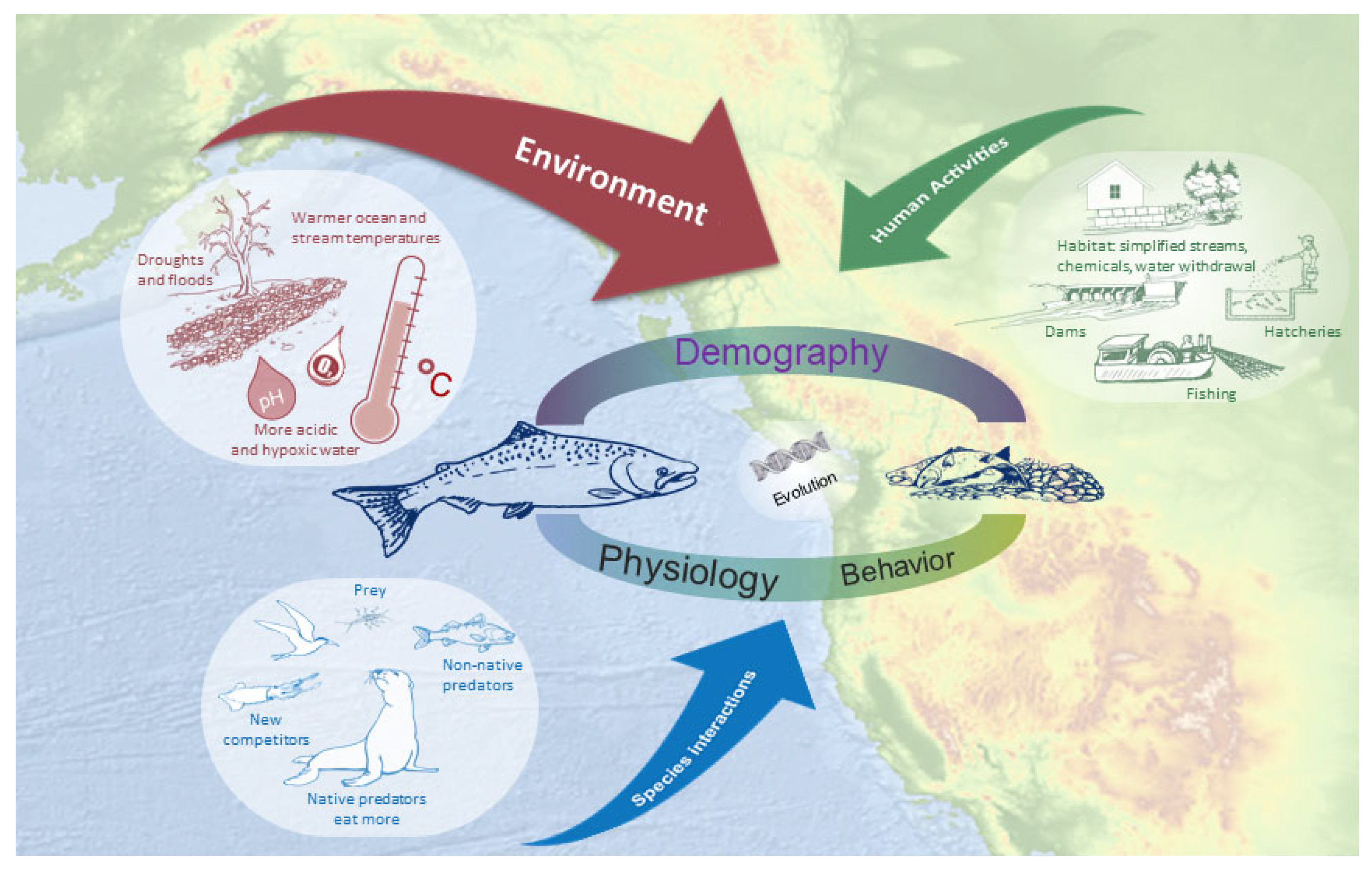Fishes | Free Full-Text | A Comprehensive Review of the Impacts of