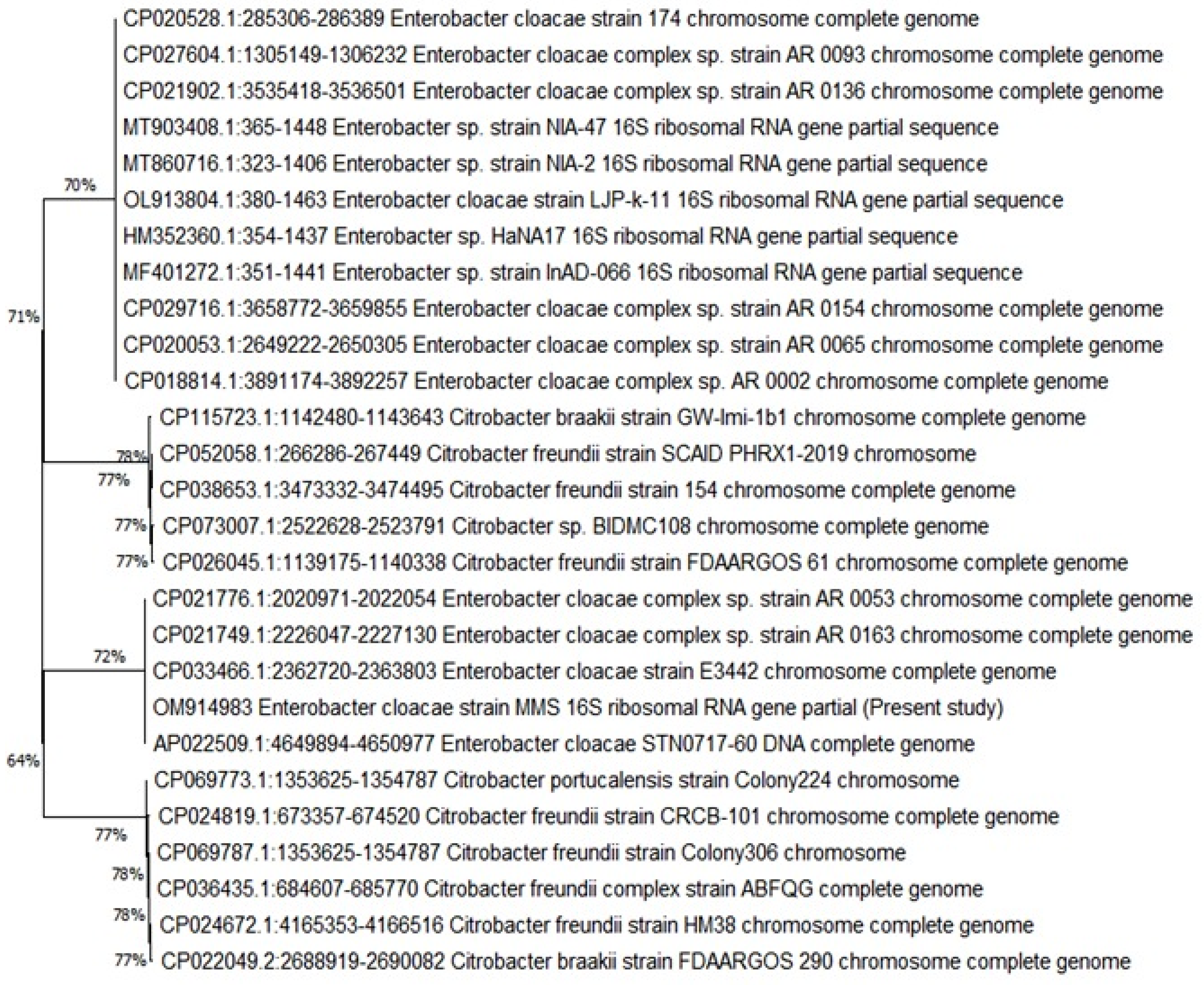 Frontiers  Exploring the application of Corynebacterium glutamicum single  cell protein in the diet of flathead grey mullet (Mugil cephalus): effects  on growth performance, digestive enzymes activity and gut microbiota