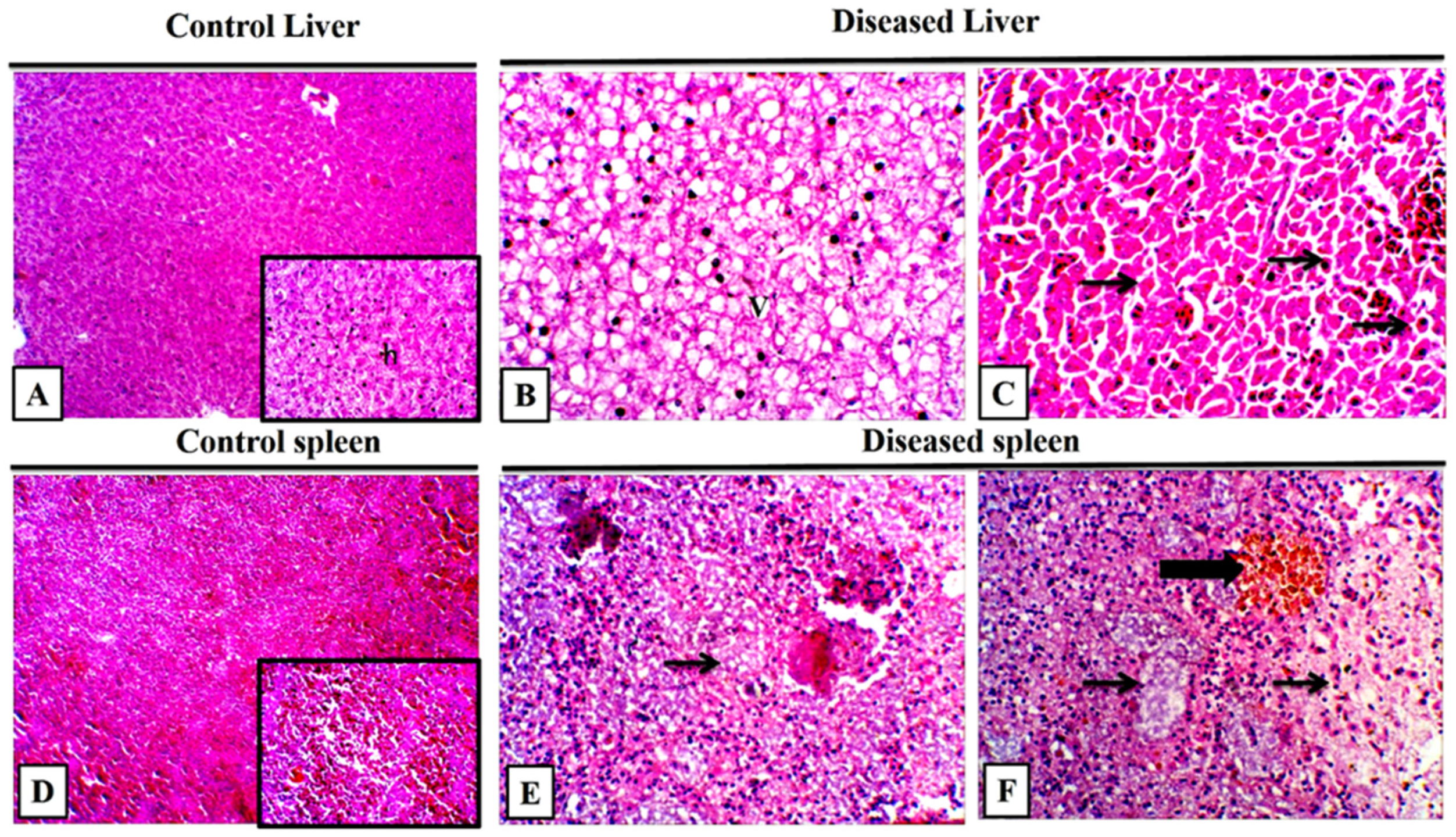 Frontiers  Exploring the application of Corynebacterium glutamicum single  cell protein in the diet of flathead grey mullet (Mugil cephalus): effects  on growth performance, digestive enzymes activity and gut microbiota