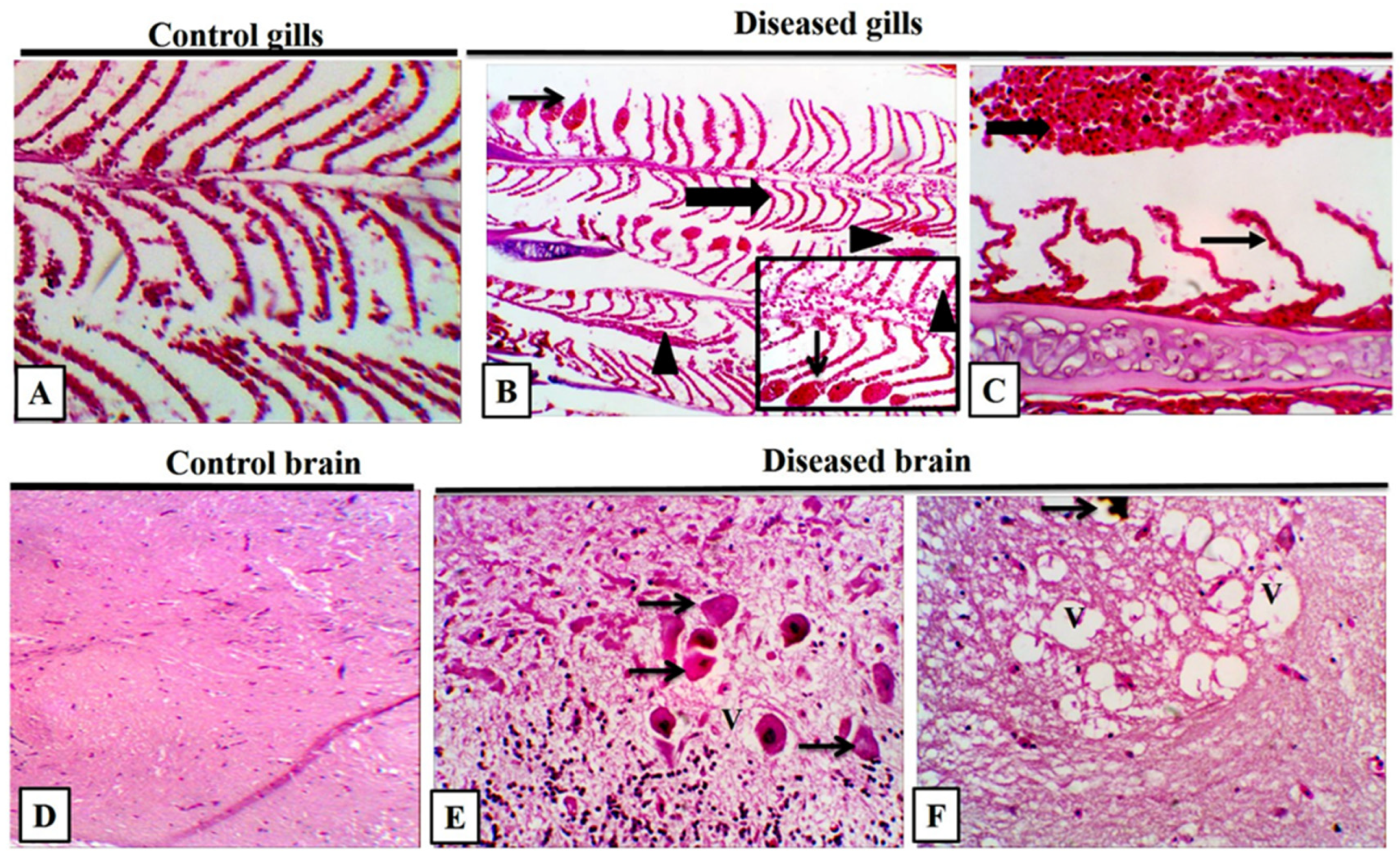 Fishes 08 00357 g008