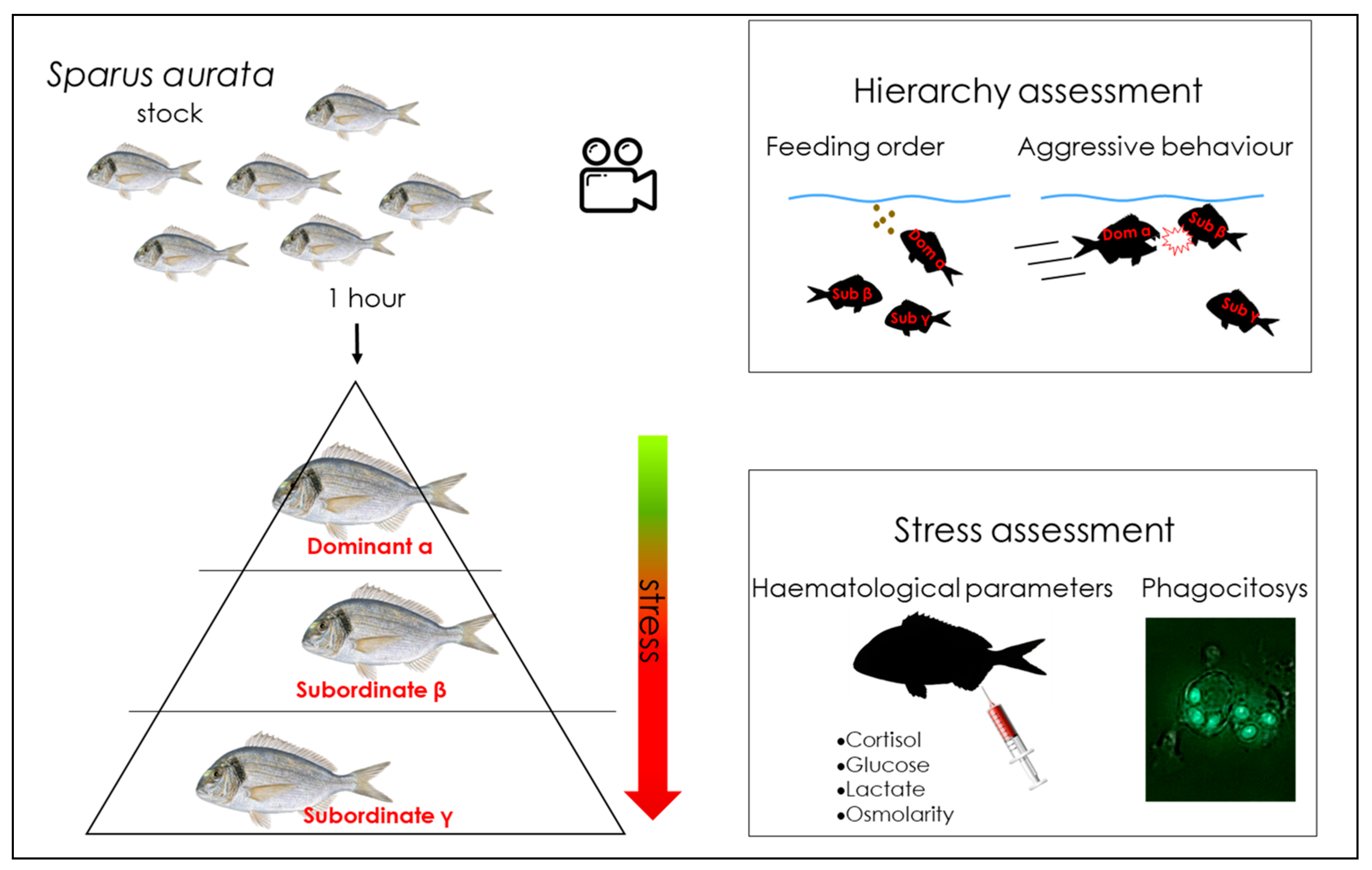 PDF) Some Biological Aspects of Four Fish Species in East Hammar