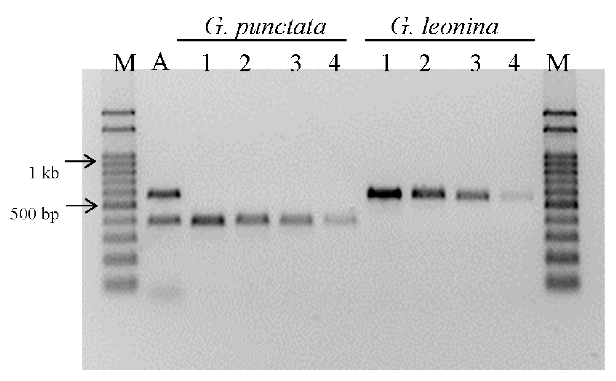 https://www.mdpi.com/fishes/fishes-08-00415/article_deploy/html/images/fishes-08-00415-g005.png