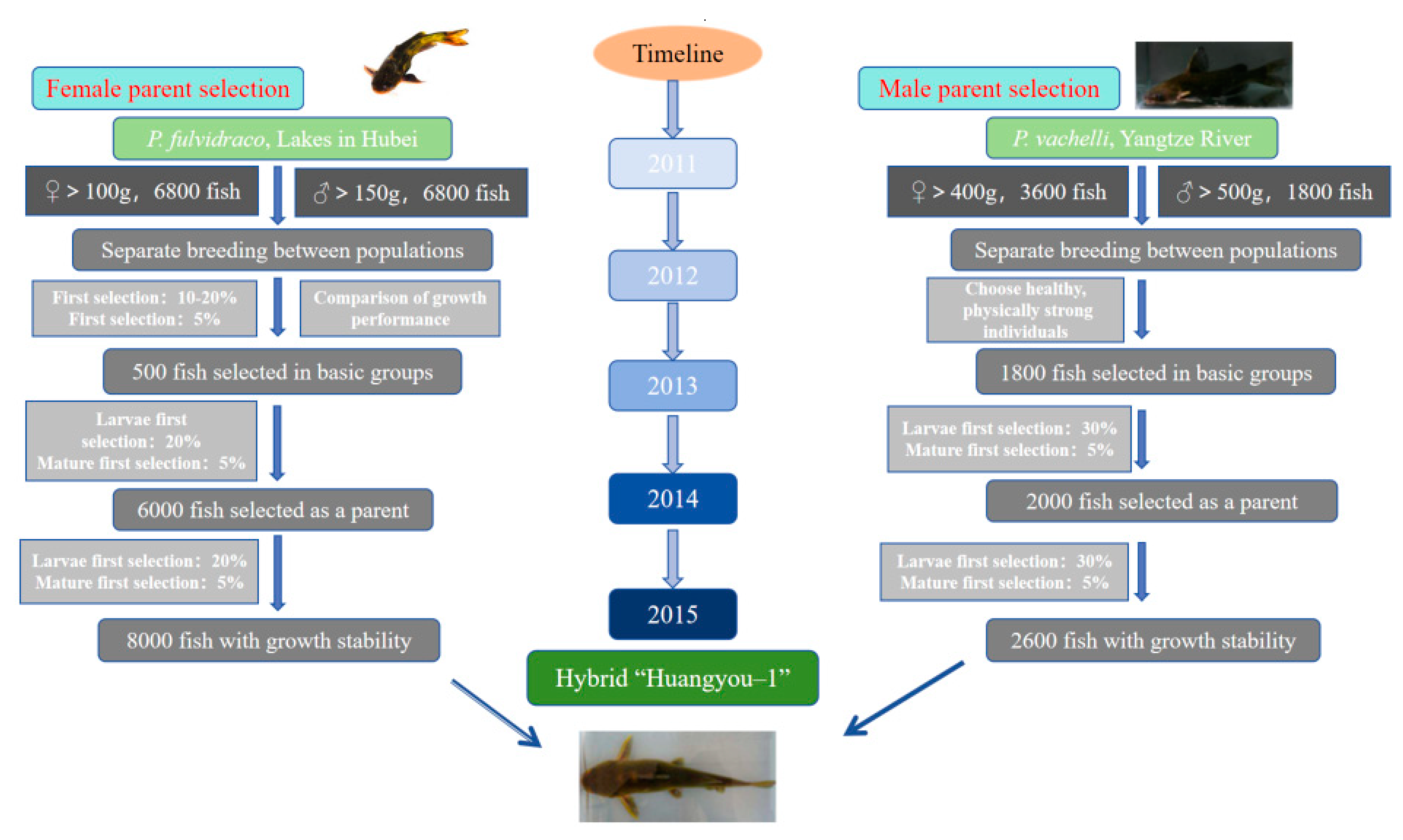 Catfish genetics and breeding - Responsible Seafood Advocate