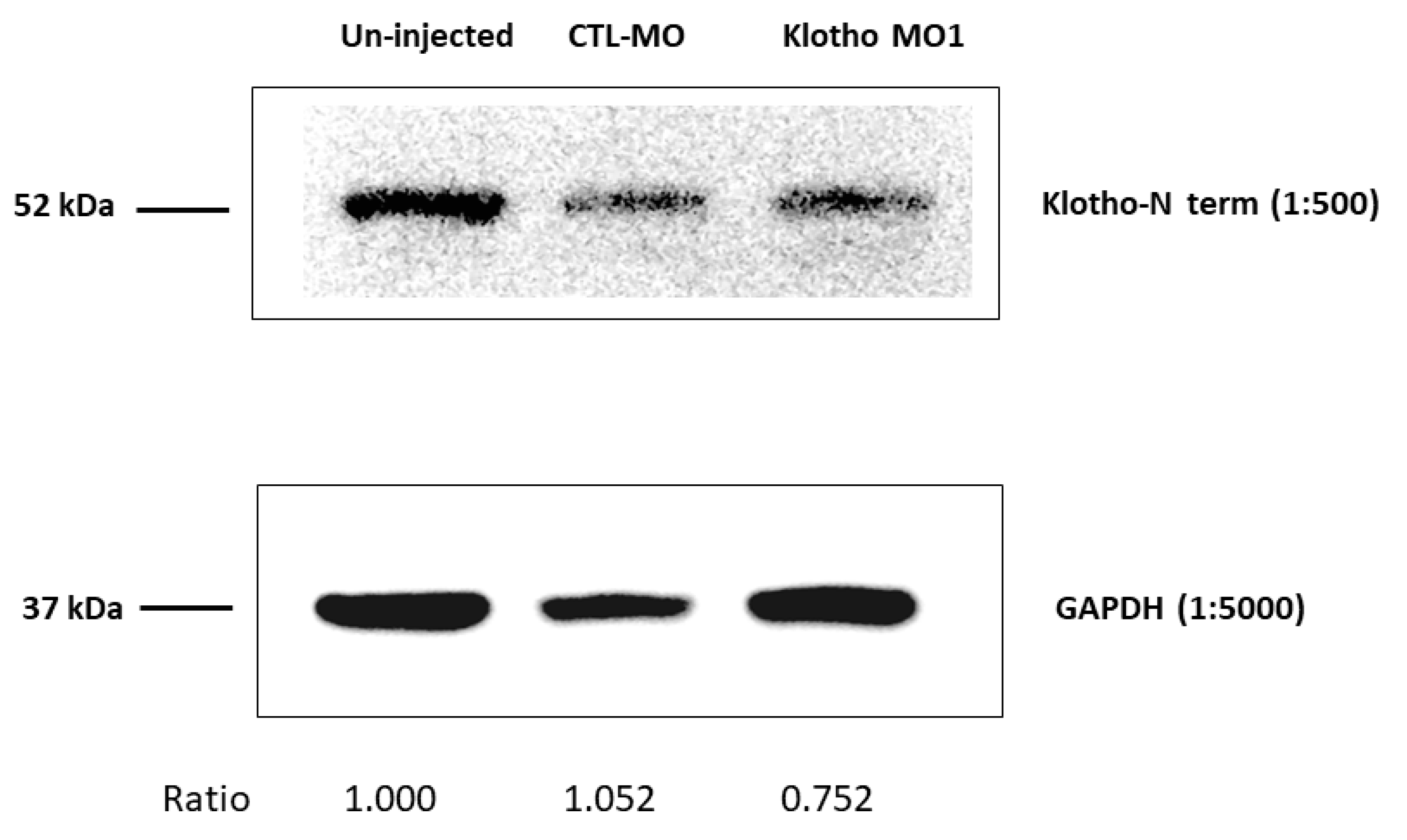 Fishes 08 00440 g002 Fishes 08 00440 g002