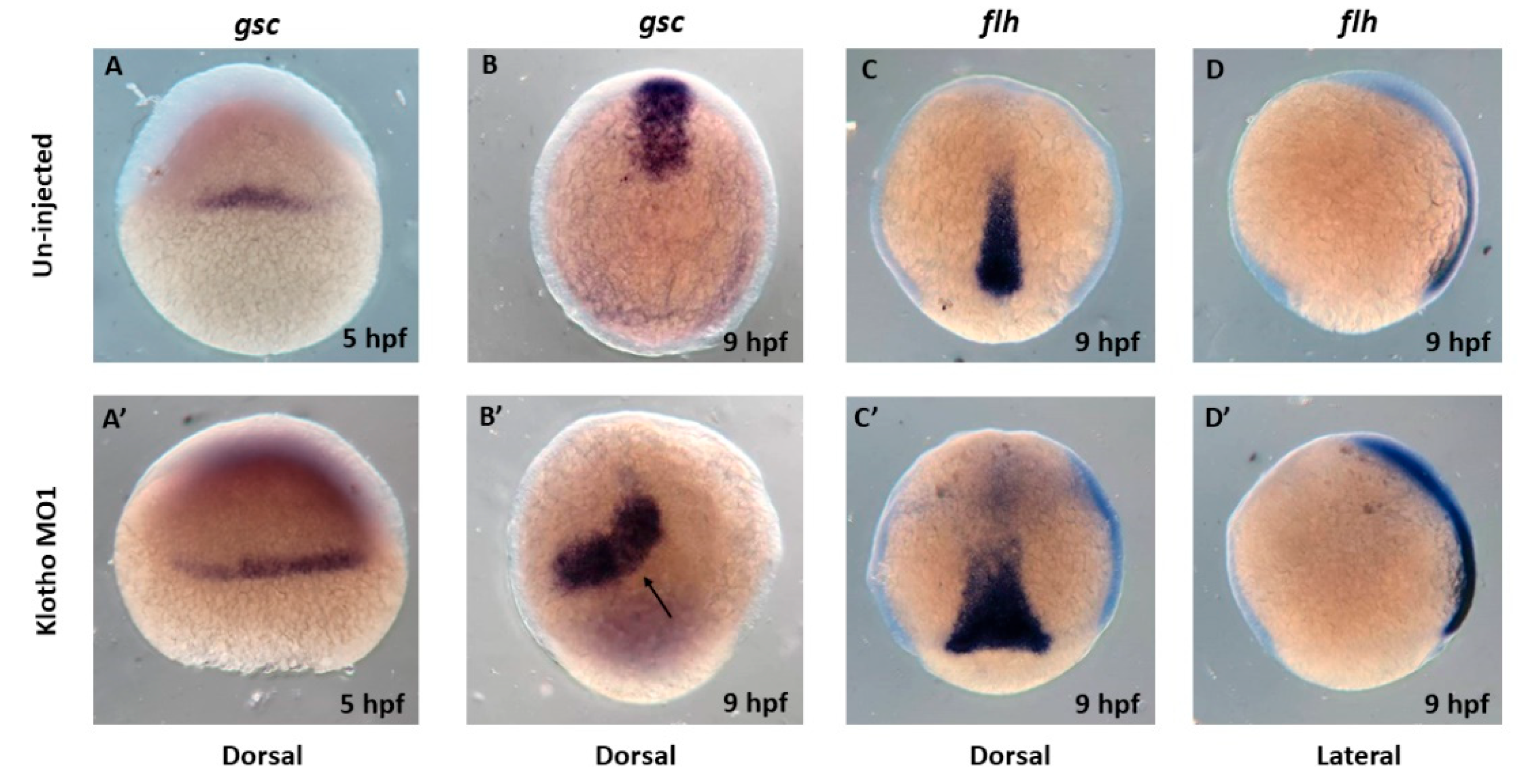 Fishes 08 00440 g006 Fishes 08 00440 g006