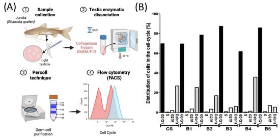 Fishes | Free Full-Text | Successful Cryopreservation of Spermatogonia ...