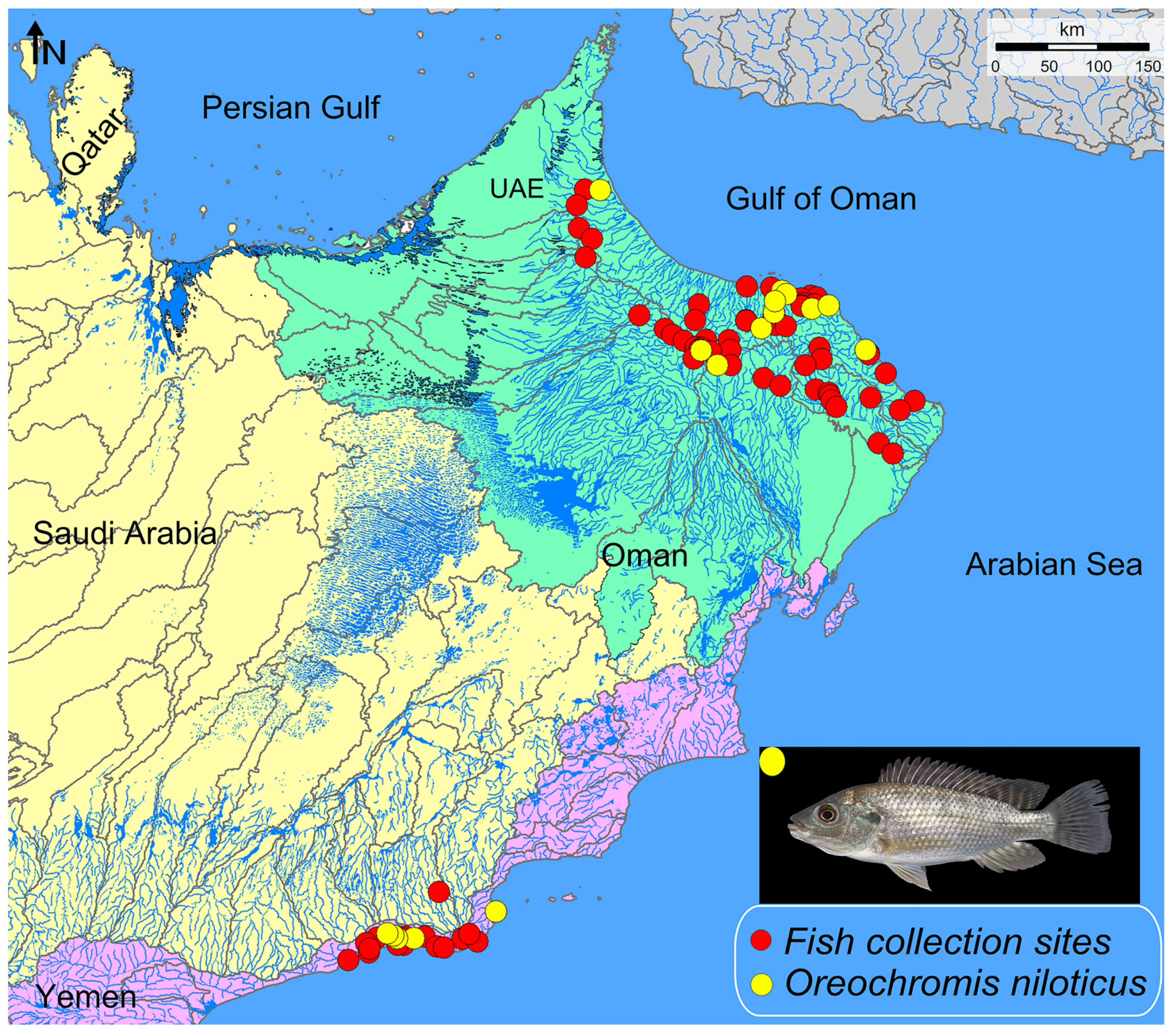 [Commentary] Tilapia: How an invasive fish came to dominate our ecology,  food and psyche