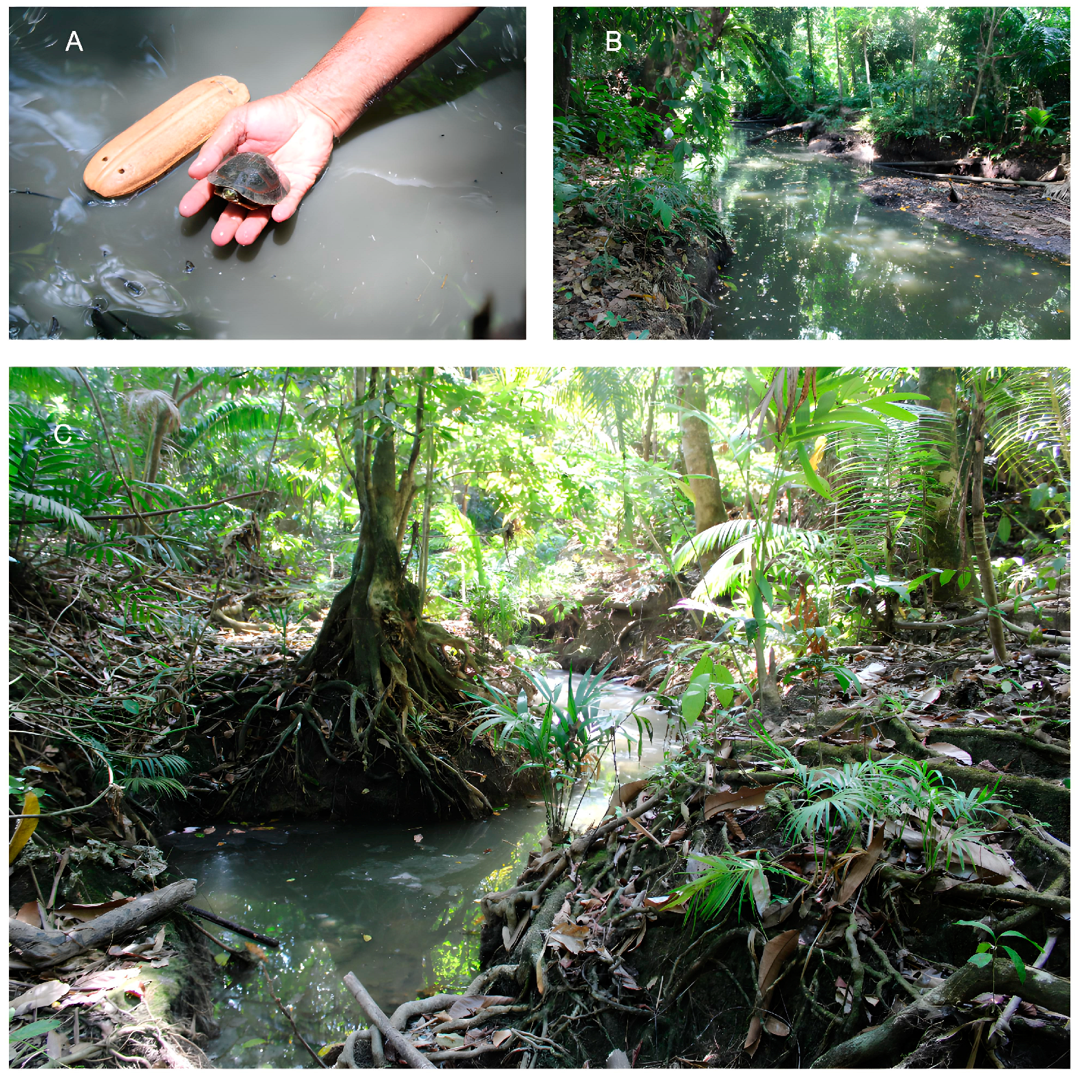 Fishes | Free Full-Text | Aboriginal Tribe’s Knowledge of the  Endangered Freshwater Turtle Cuora amboinensis in Car Nicobar, a Remote  Oceanic Island in the Bay of Bengal