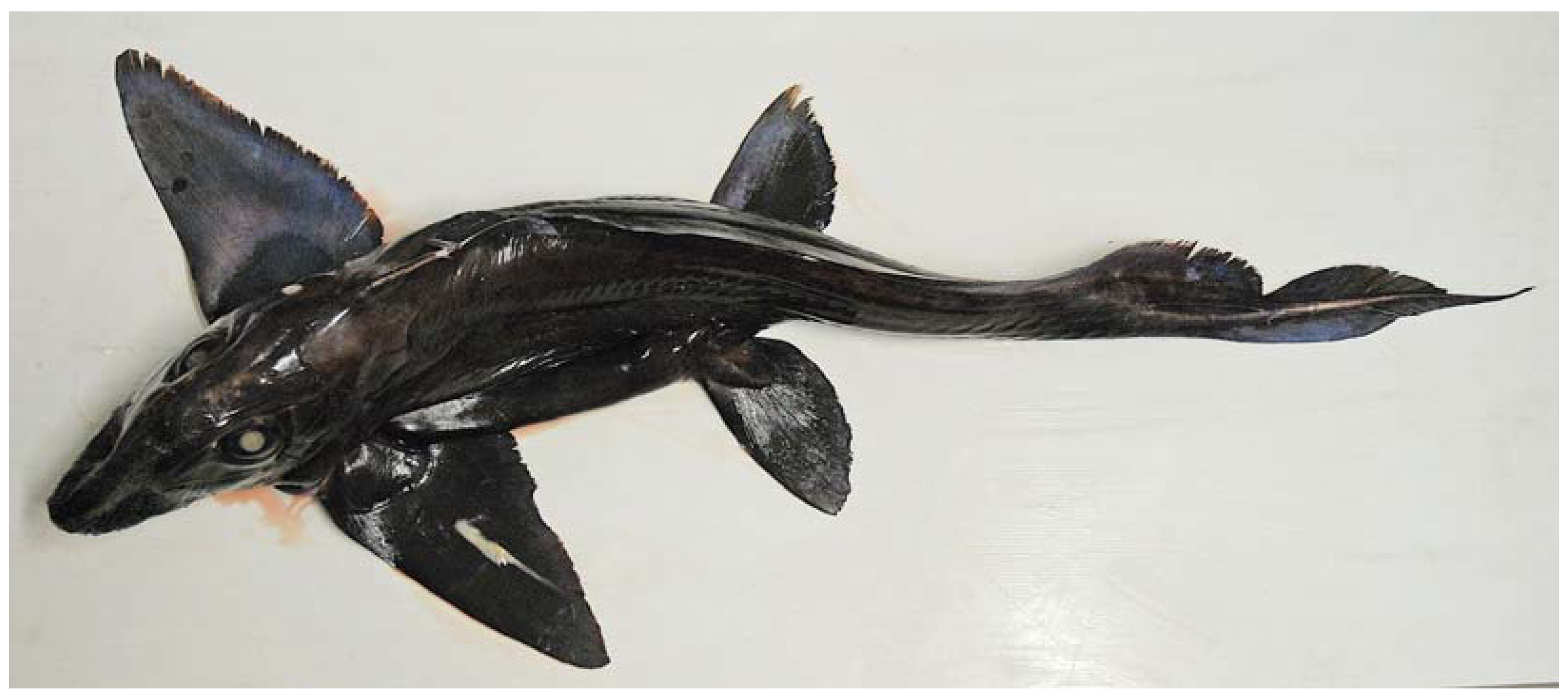 Fishes 08 00522 g003