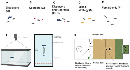 Test tank for the estimation of fish boldness (latency to emerge