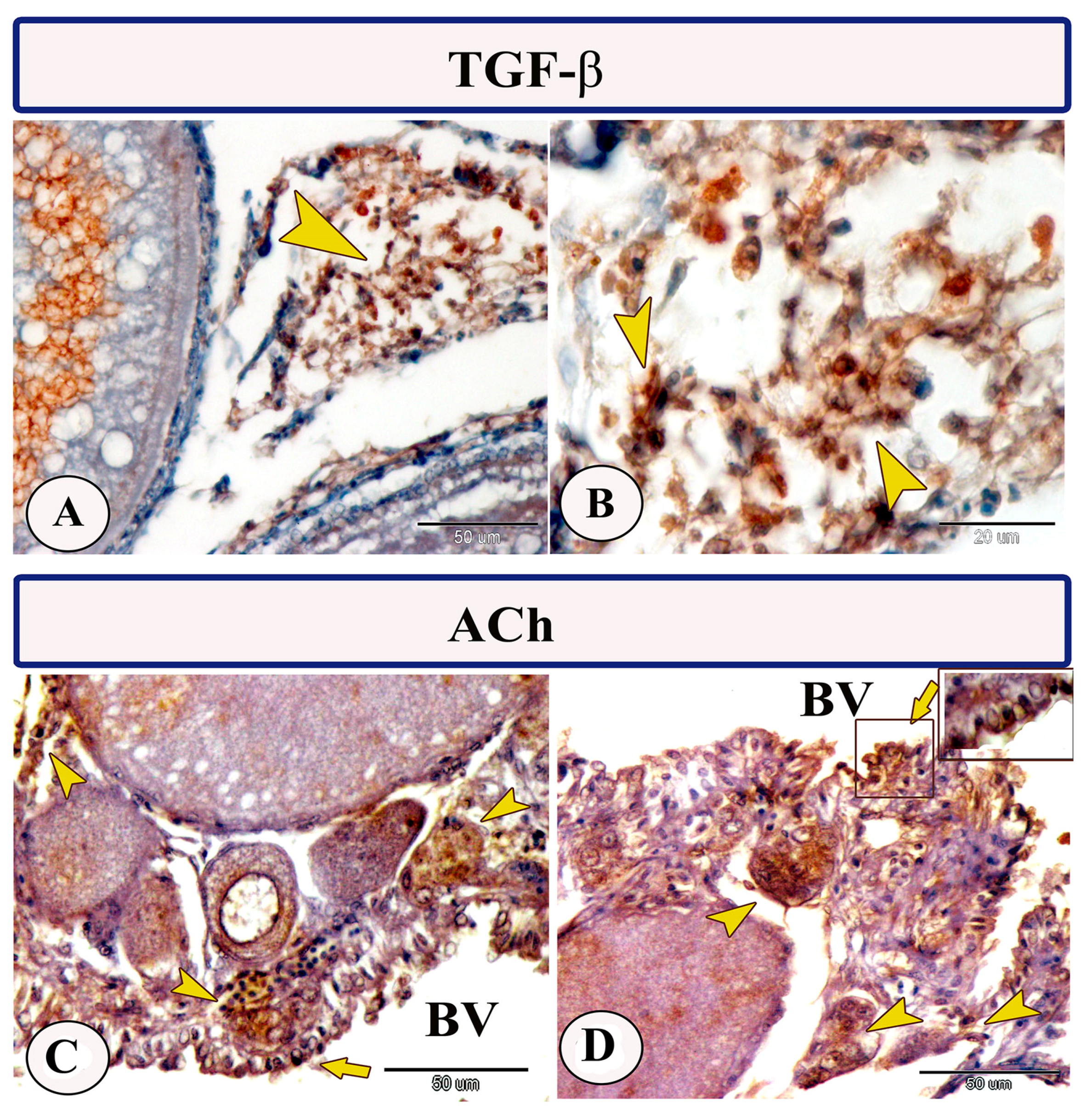 Fishes 09 00010 g004 Fishes 09 00010 g004