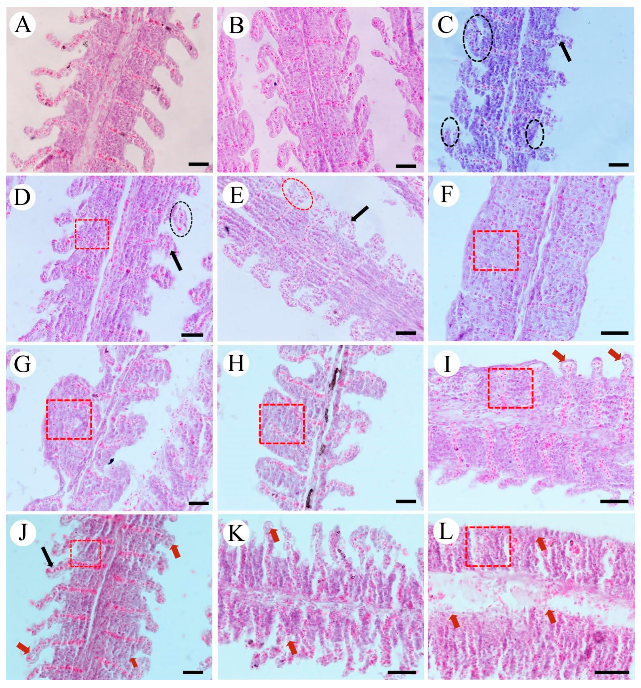 Fishes 09 00168 g002