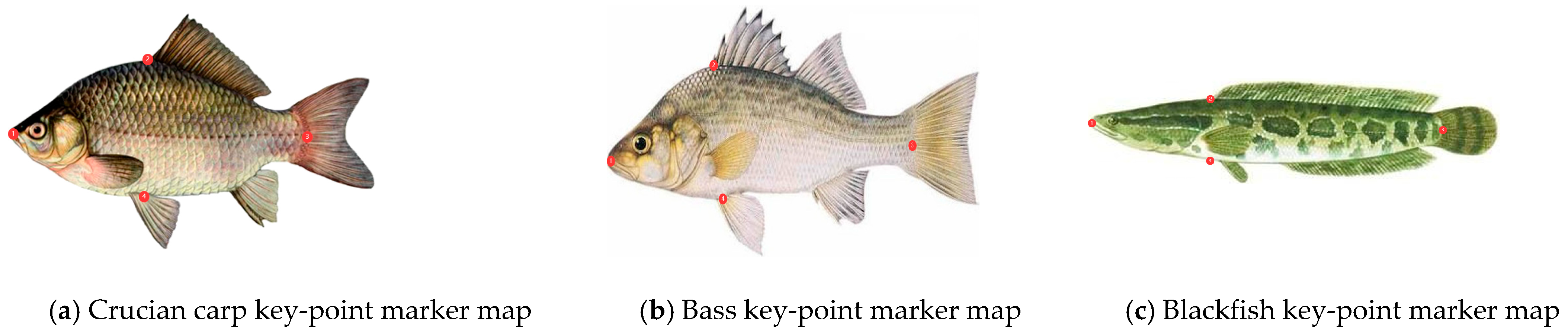 Fishes 09 00206 g003