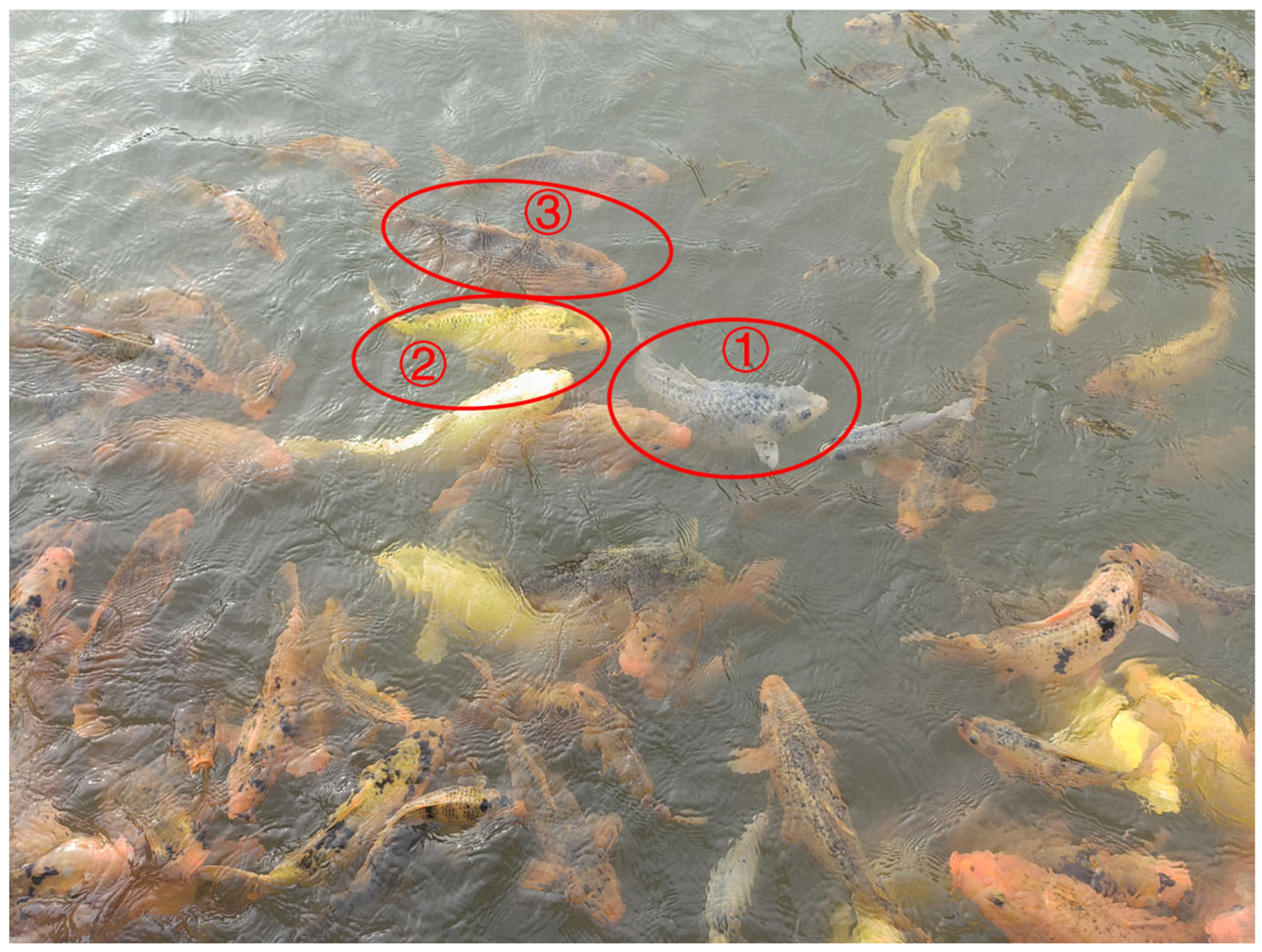 Fishes 09 00211 g001