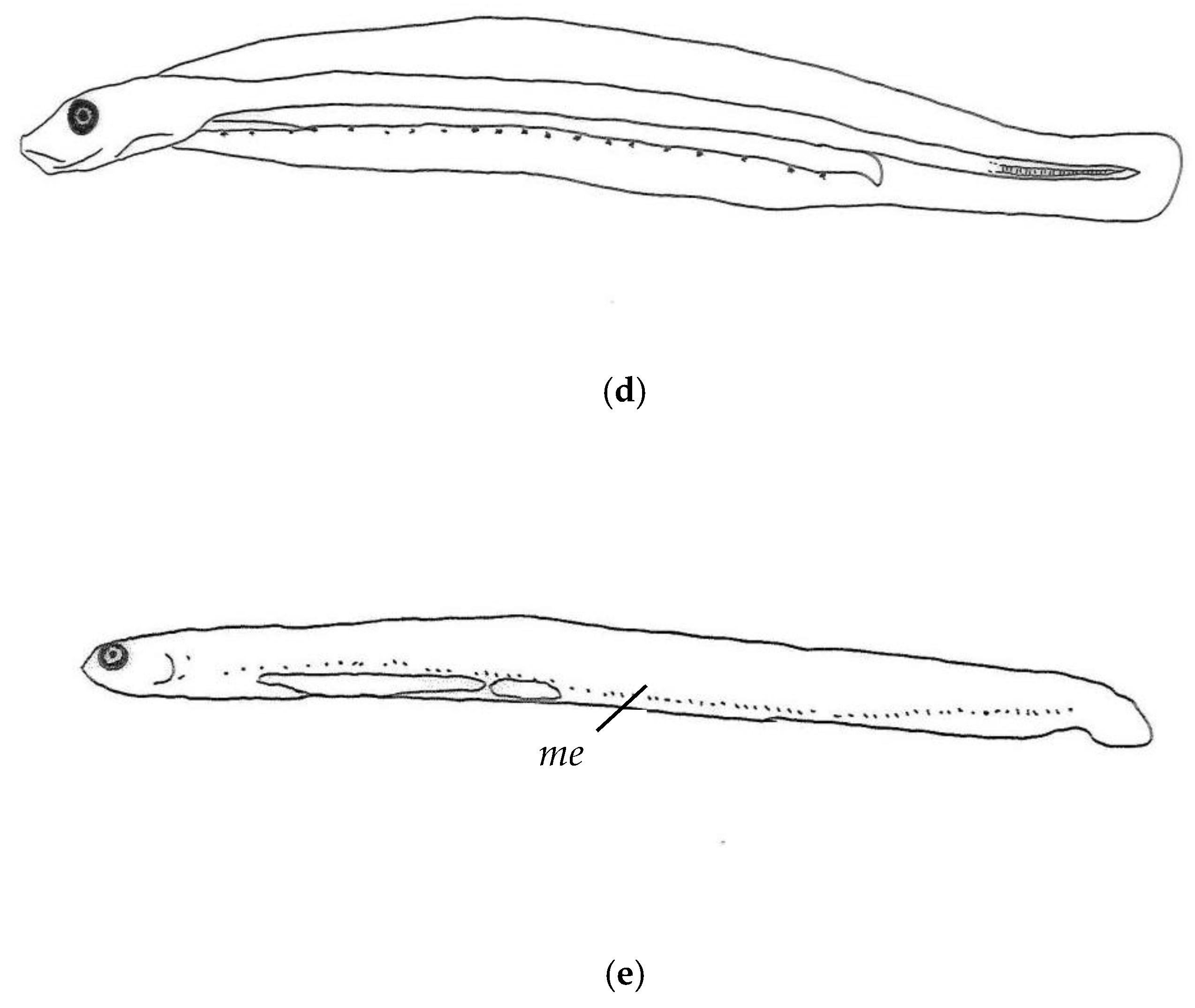 Fishes | Free Full-Text | Morphological Development and DNA Barcoding ...