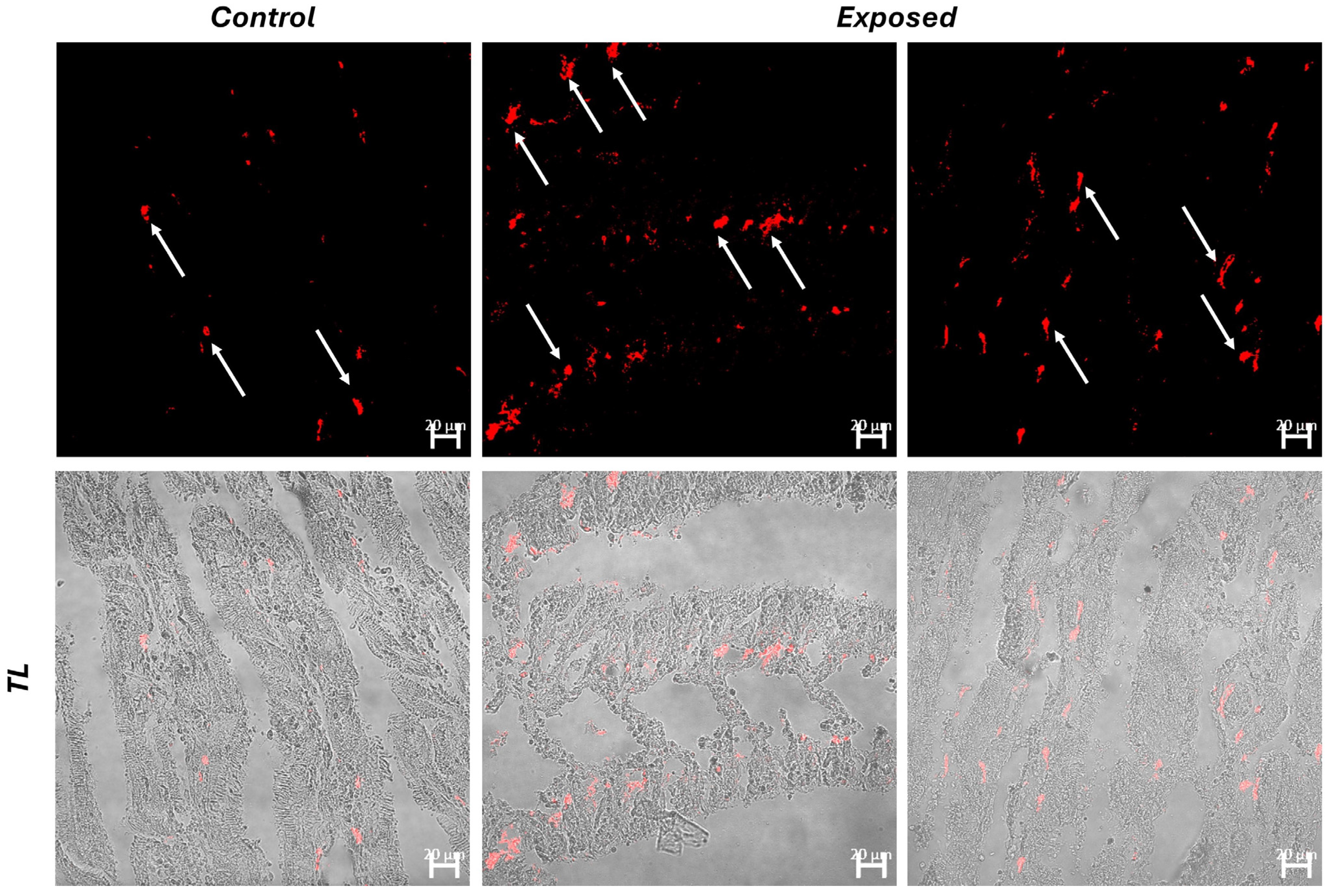 Fishes 09 00241 g003