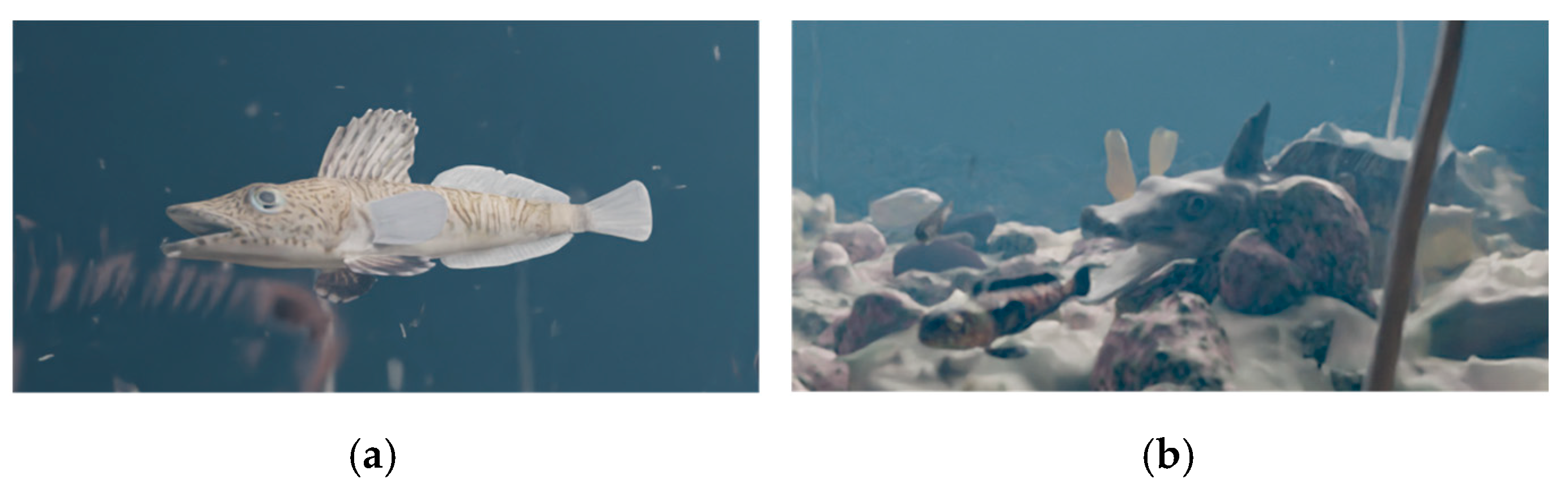 Fishes 09 00247 g003