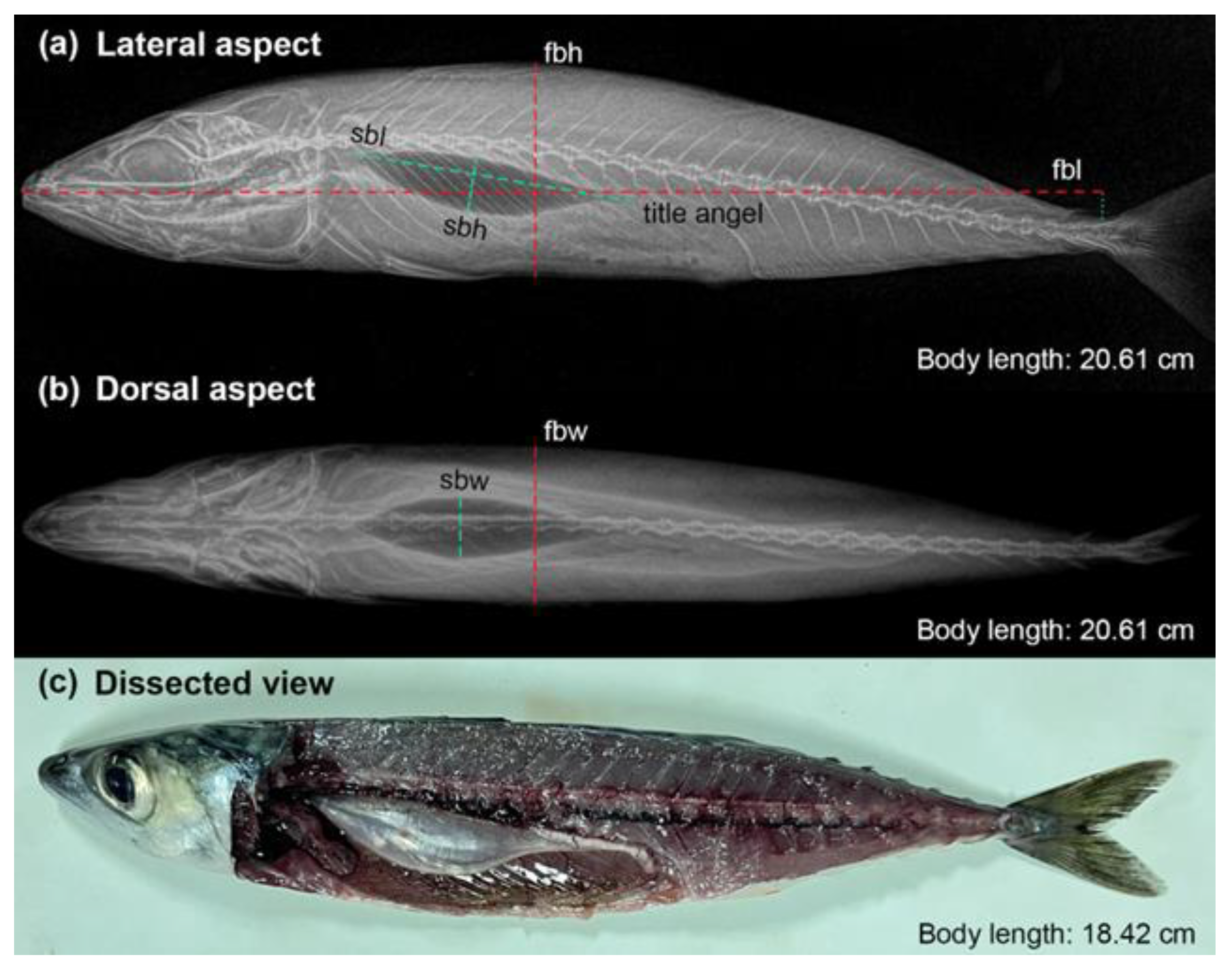 Fishes 09 00307 g001 Fishes 09 00307 g001