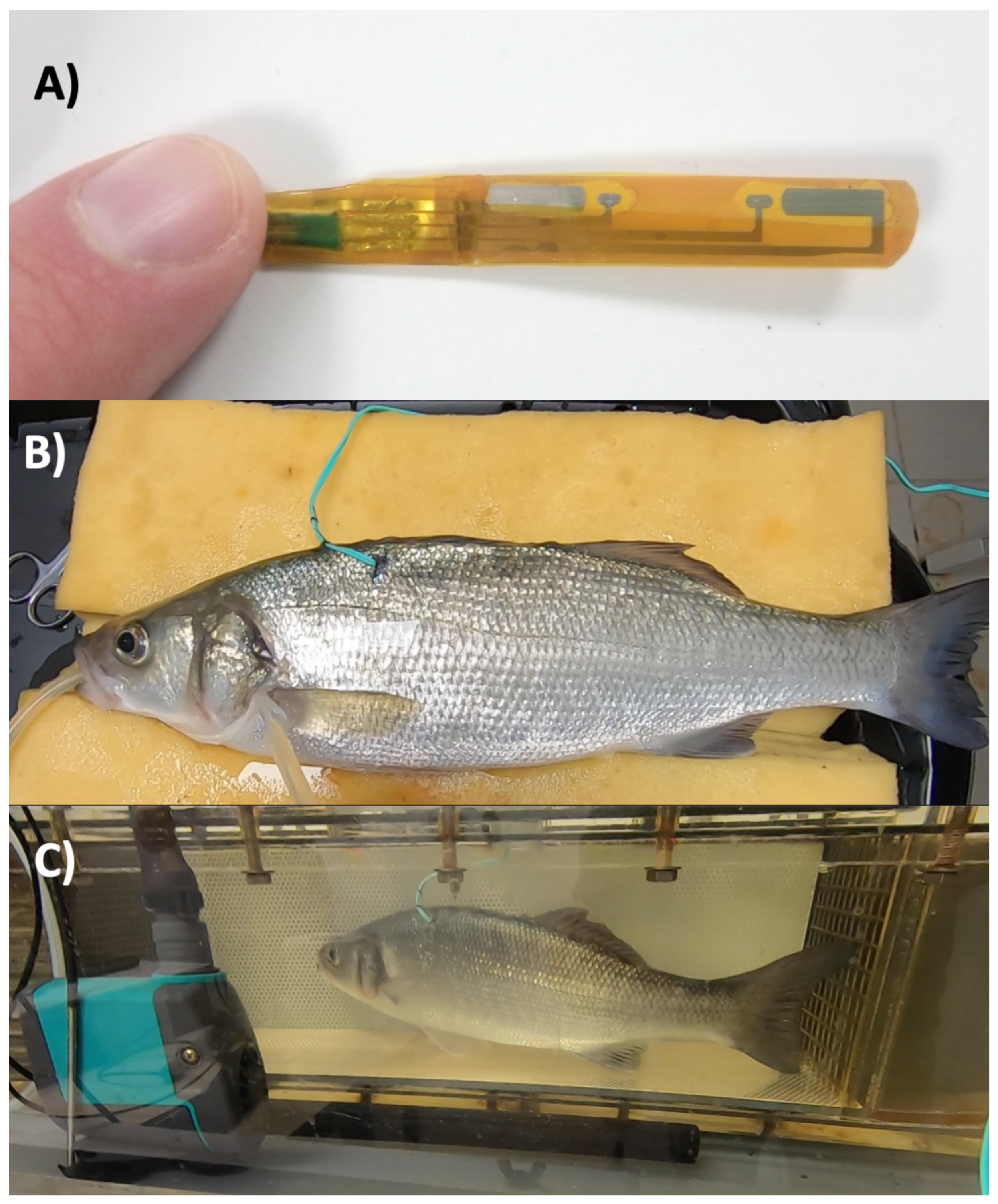 Fishes 09 00399 g002 Fishes 09 00399 g002