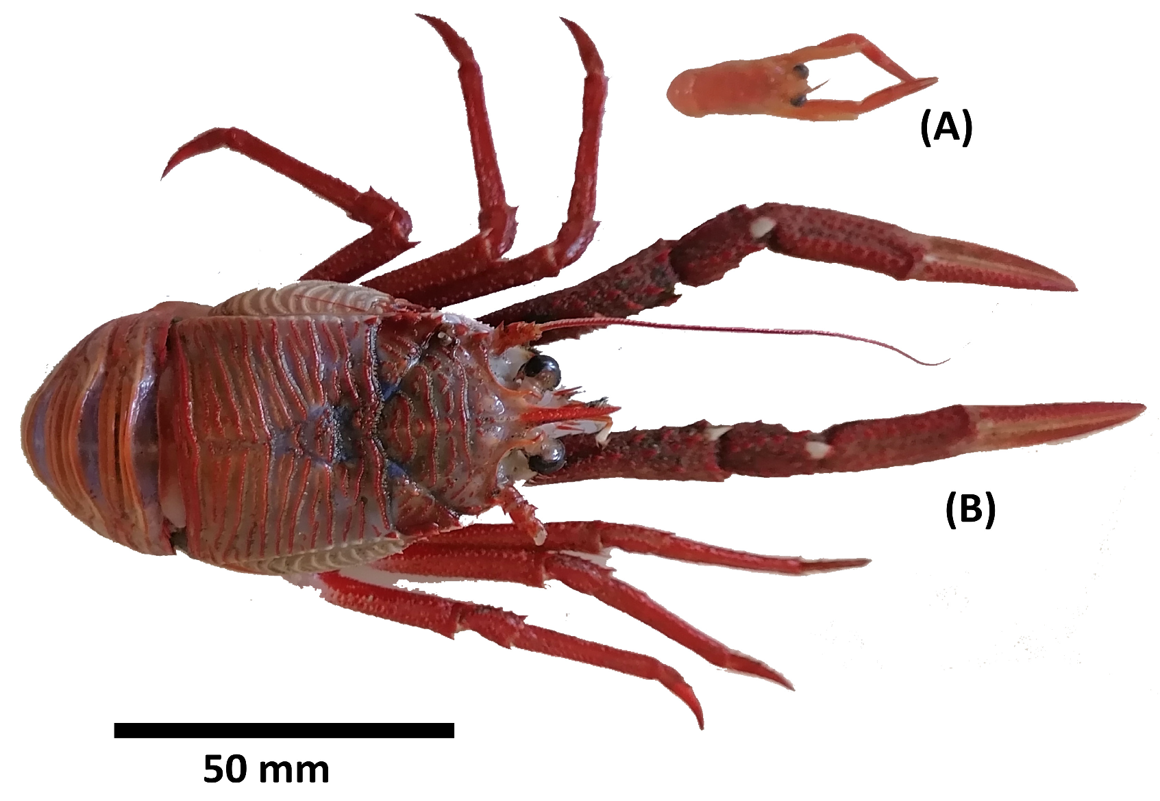 Fishes 09 00445 g002