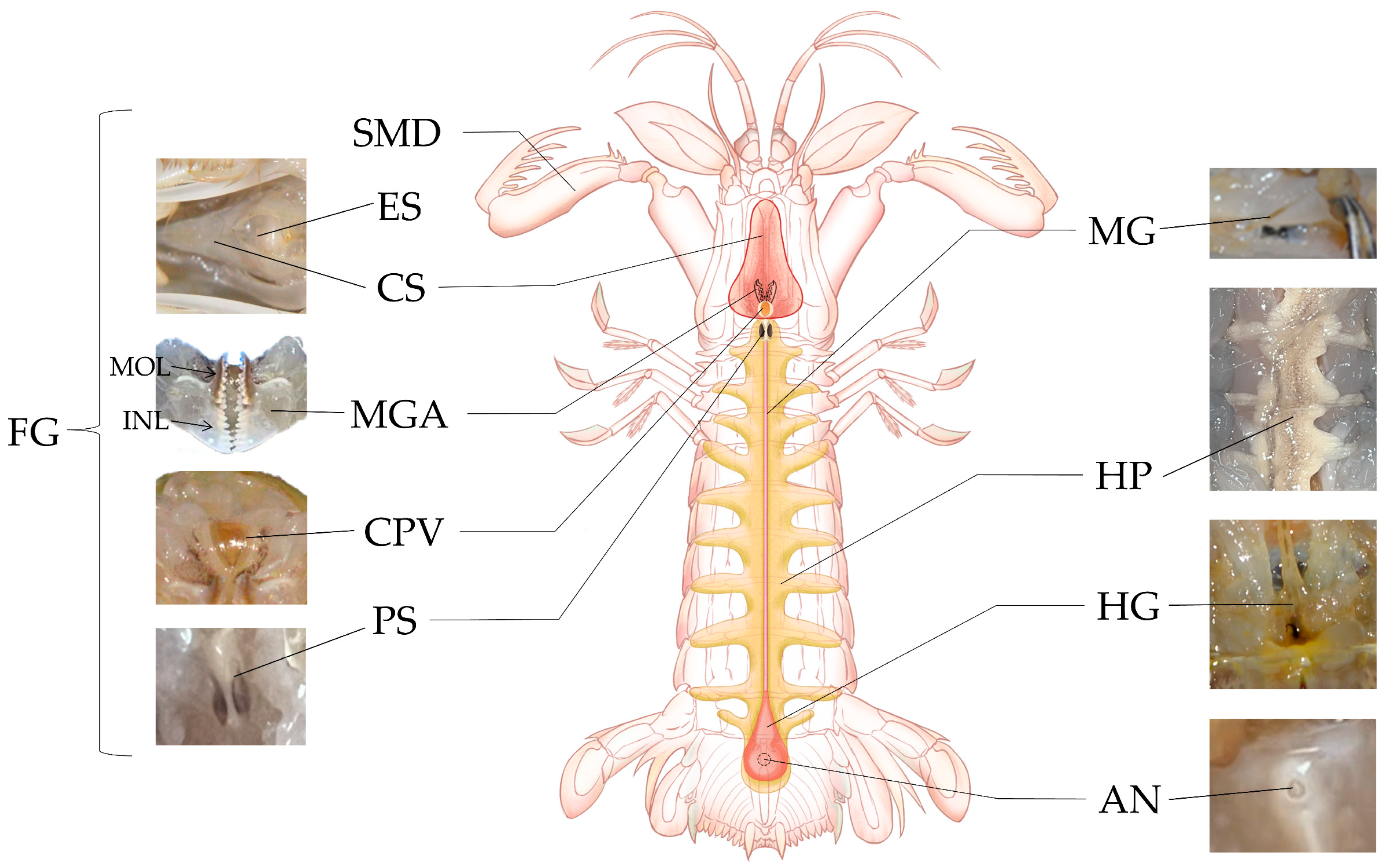 Fishes 10 00071 g001