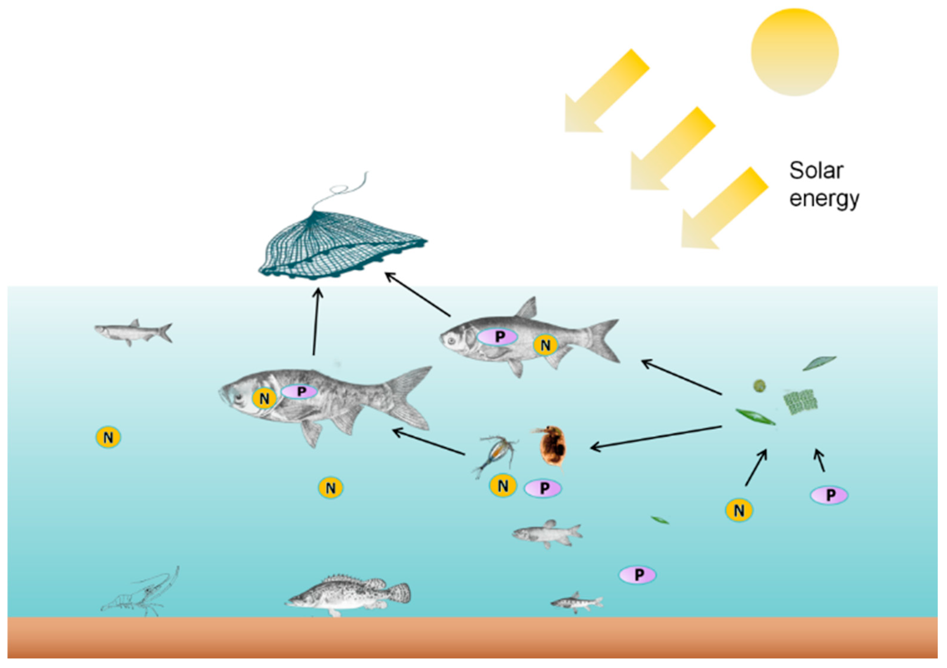 Fishes 10 00246 g006