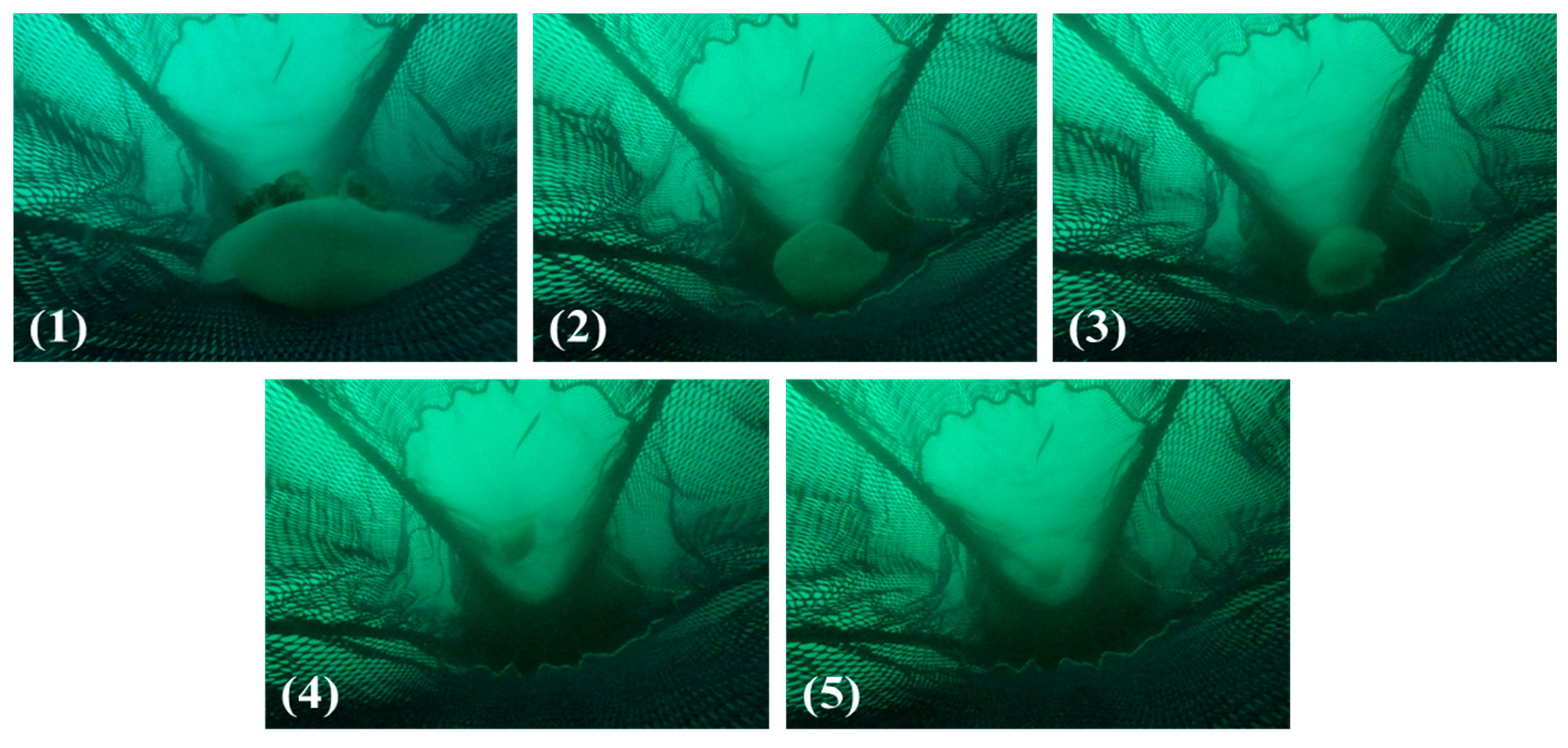 Fishes 10 00276 g008