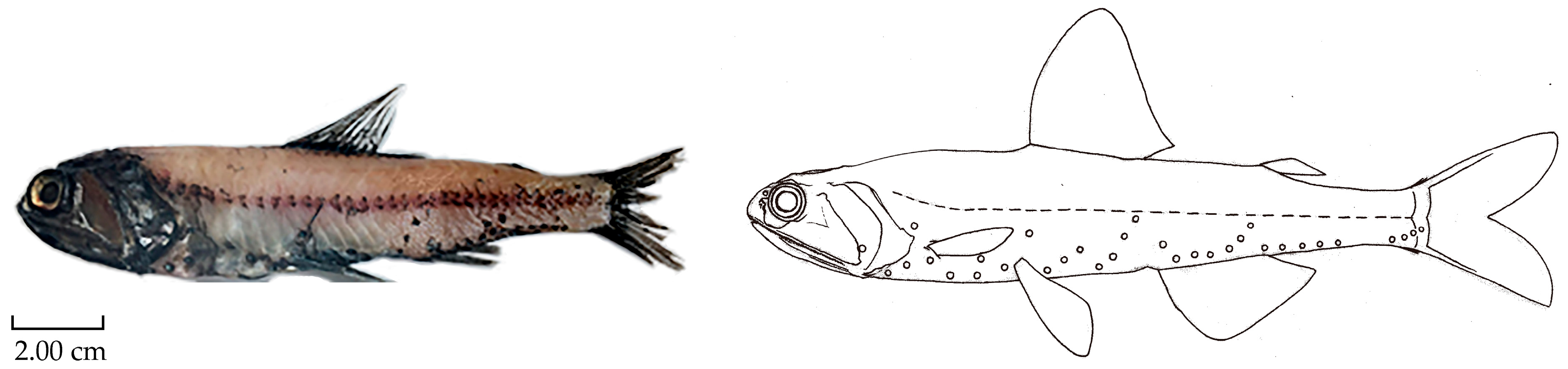 Fishes 10 00538 g002 Fishes 10 00538 g002