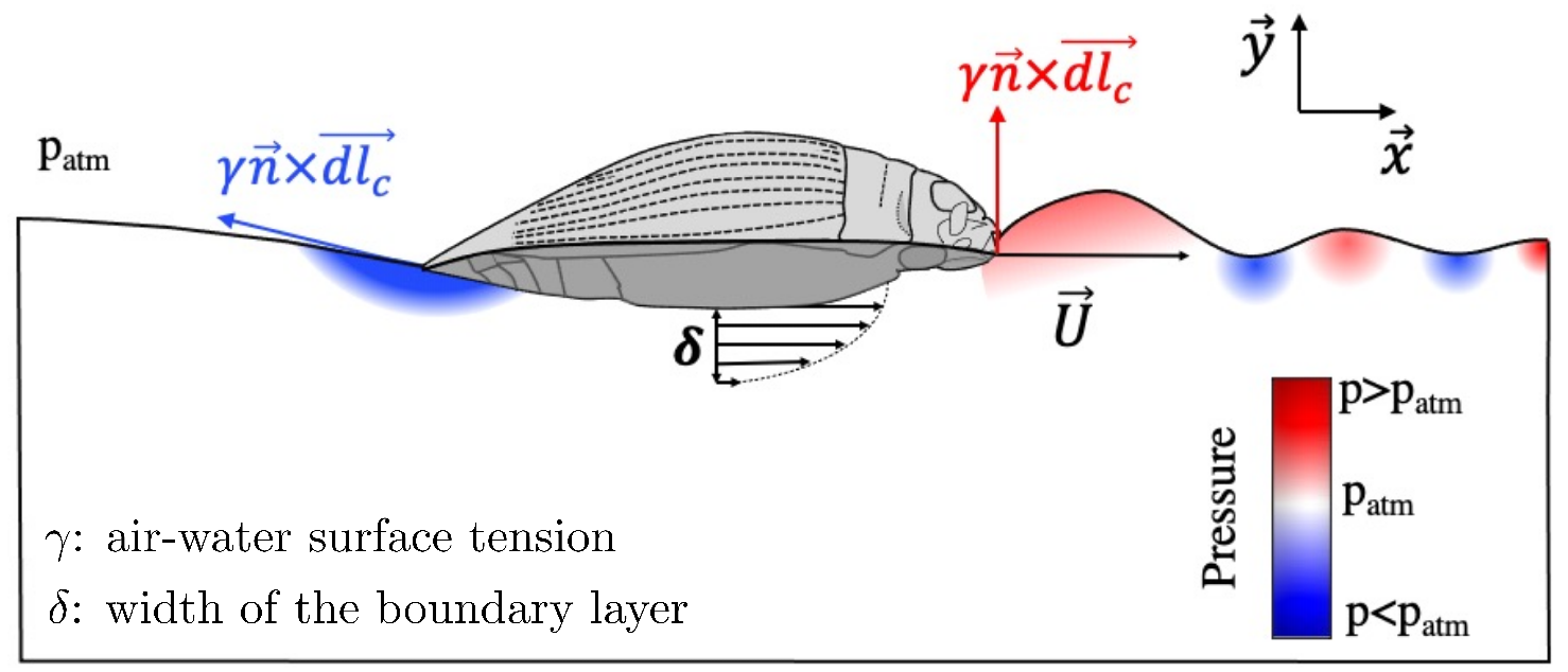 whirligig beetle diagram