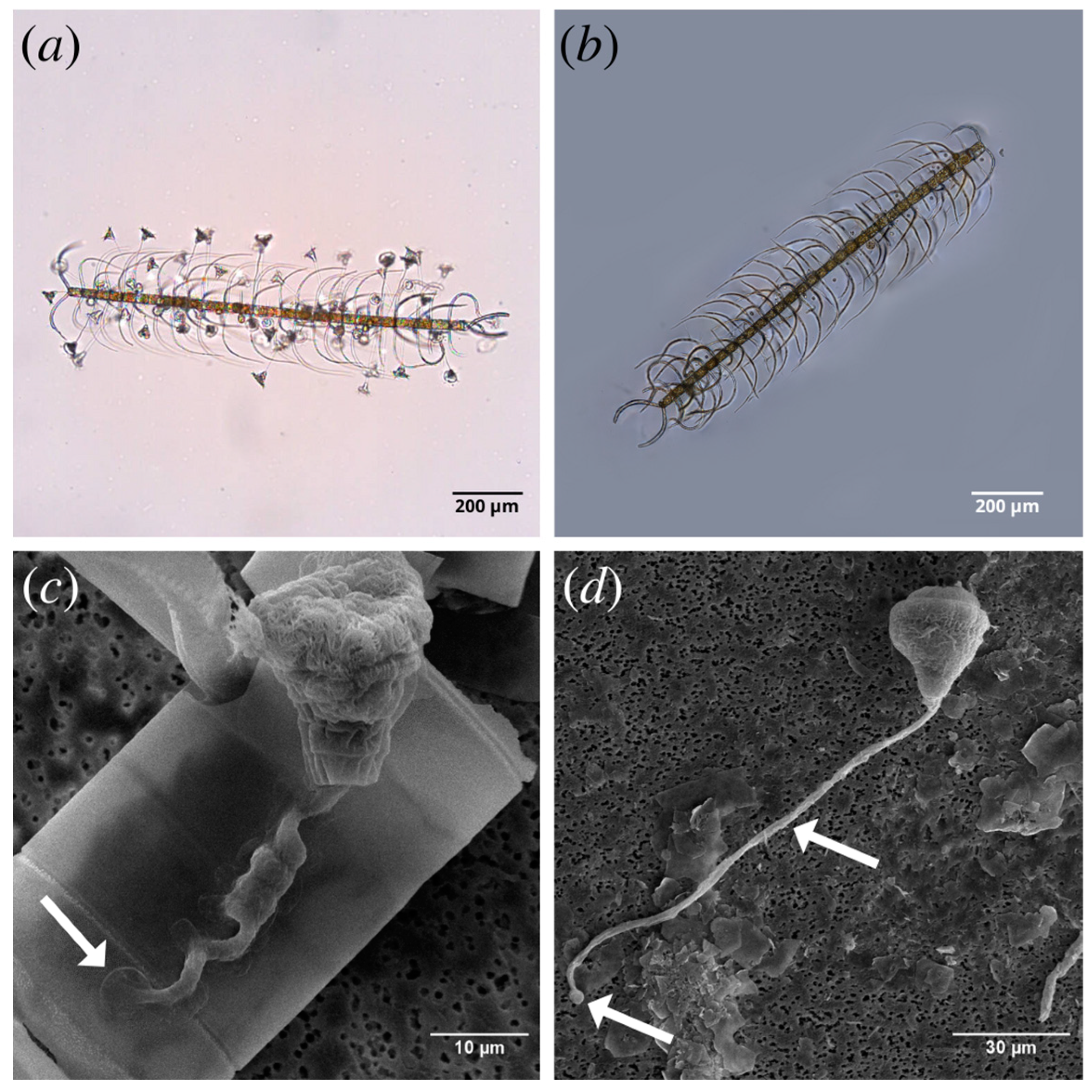 Fluids 09 00283 g001 Fluids 09 00283 g001