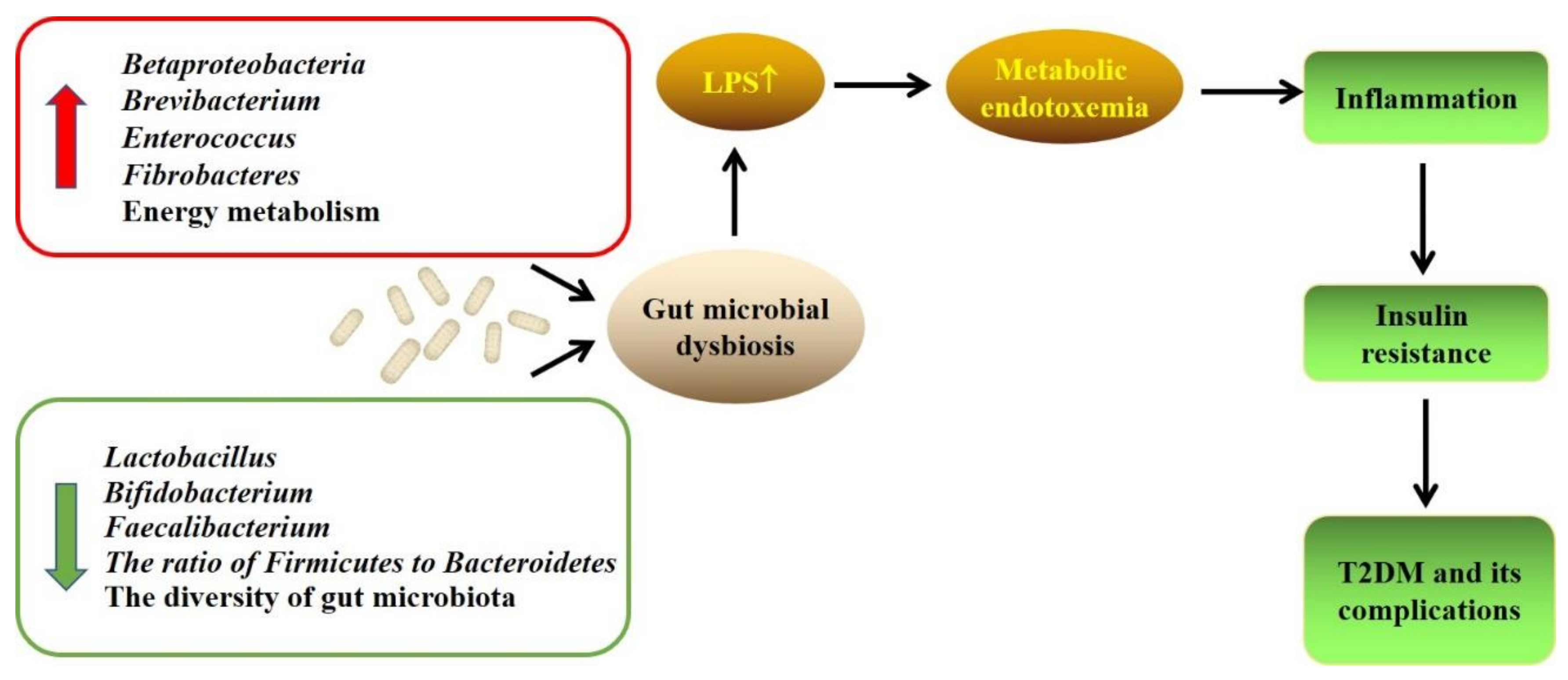 Foods | Free Full-Text | Targeting Gut Microbiota for the 
