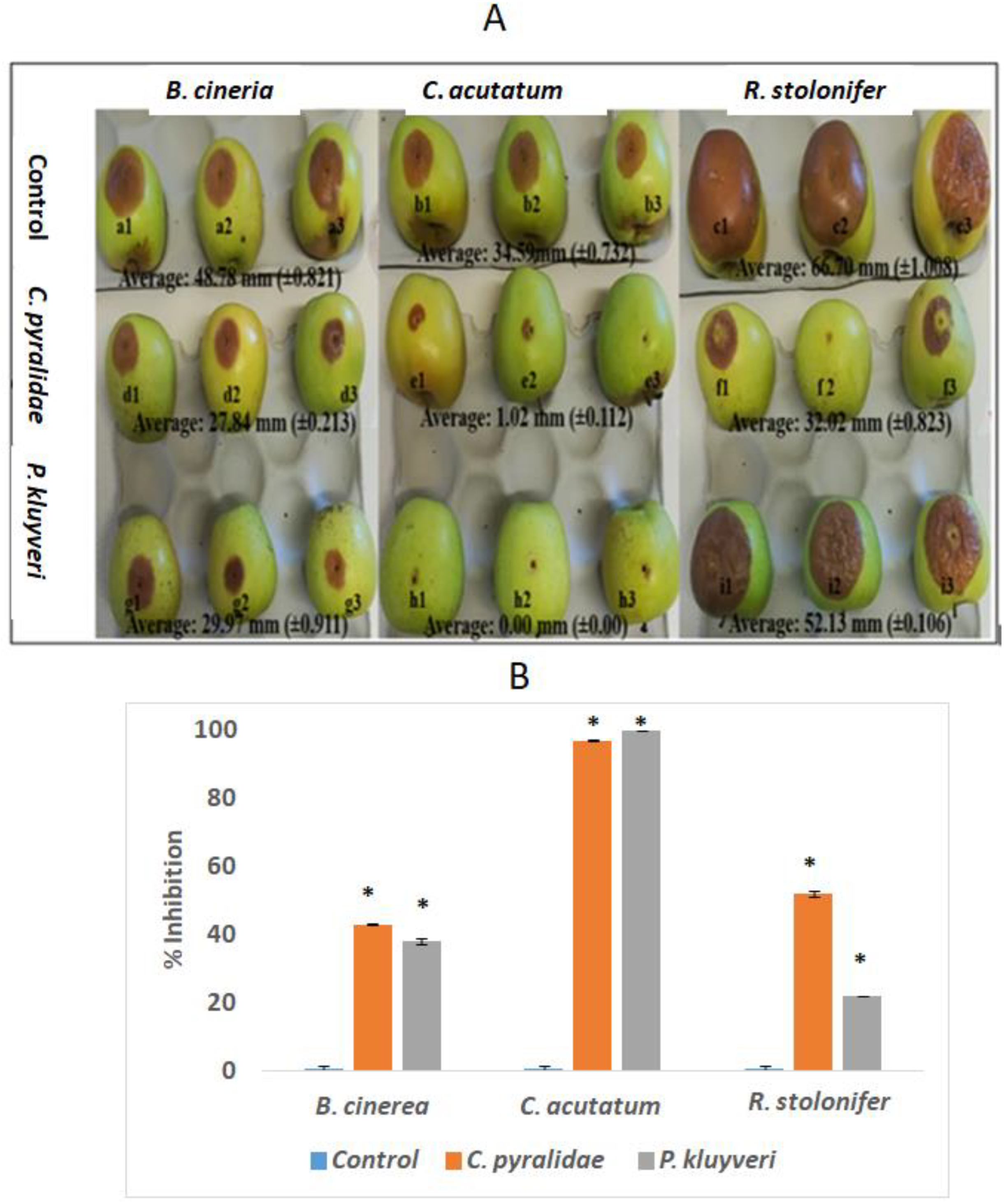 Foods Free Full Text The Use Of Candida Pyralidae And Pichia Kluyveri To Control Spoilage Microorganisms Of Raw Fruits Used For Beverage Production Html