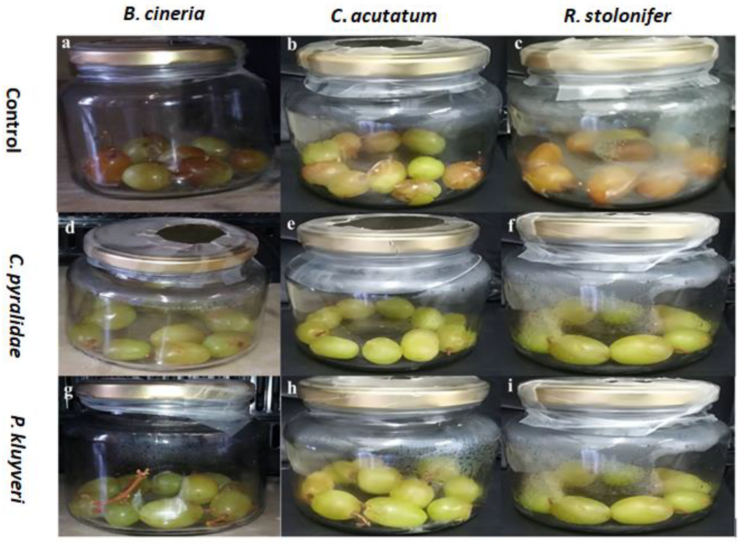 Foods Free Full Text The Use Of Candida Pyralidae And Pichia Kluyveri To Control Spoilage Microorganisms Of Raw Fruits Used For Beverage Production Html
