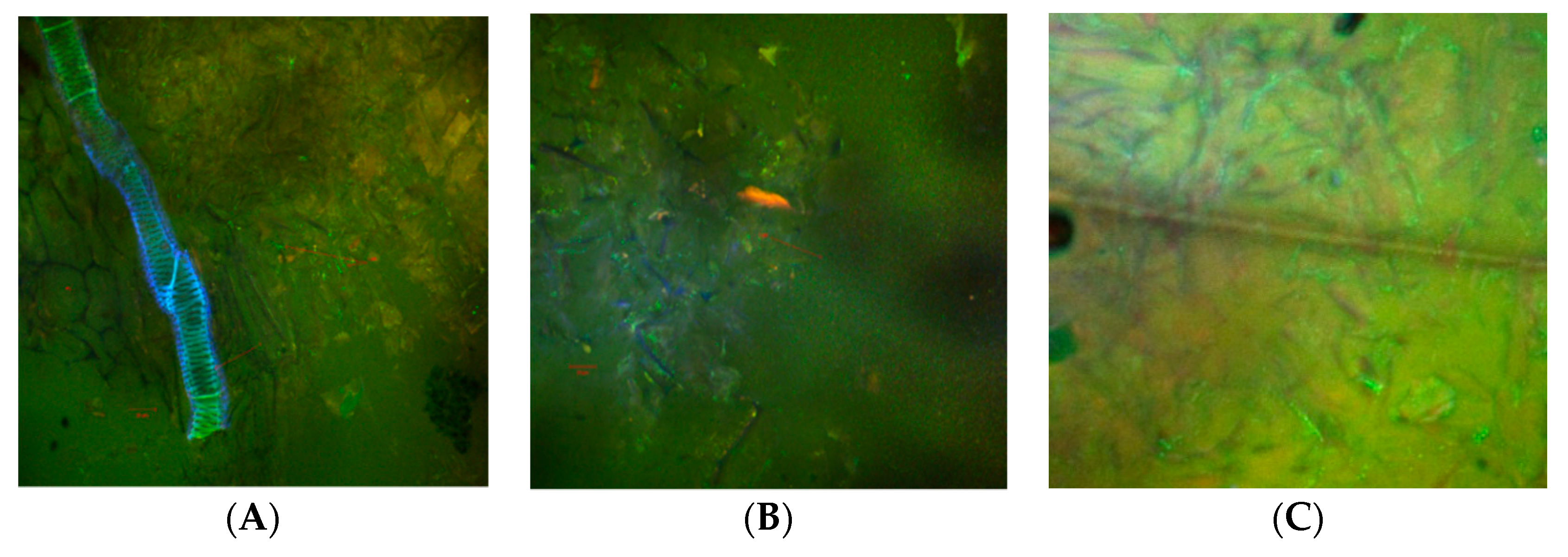 Foods 09 00786 g003 Foods 09 00786 g003