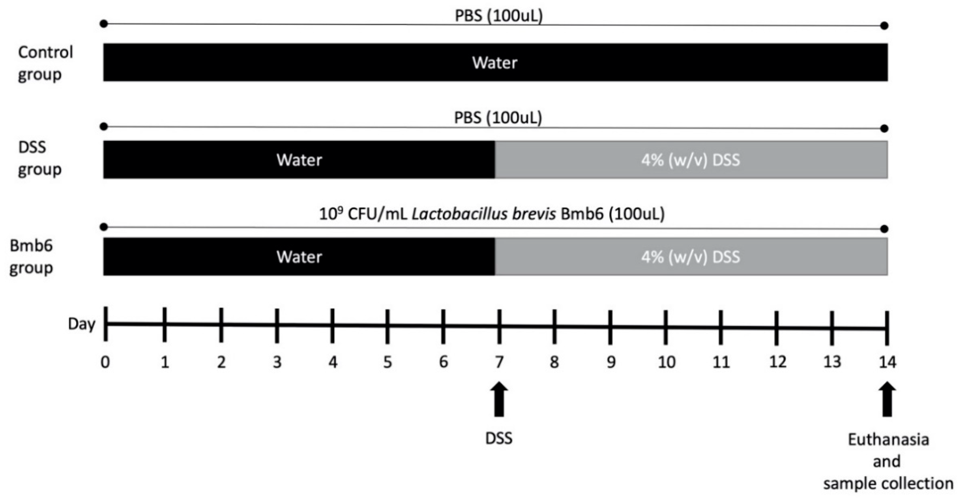 Foods | Free Full-Text | Regulatory Effect of Lactobacillus brevis