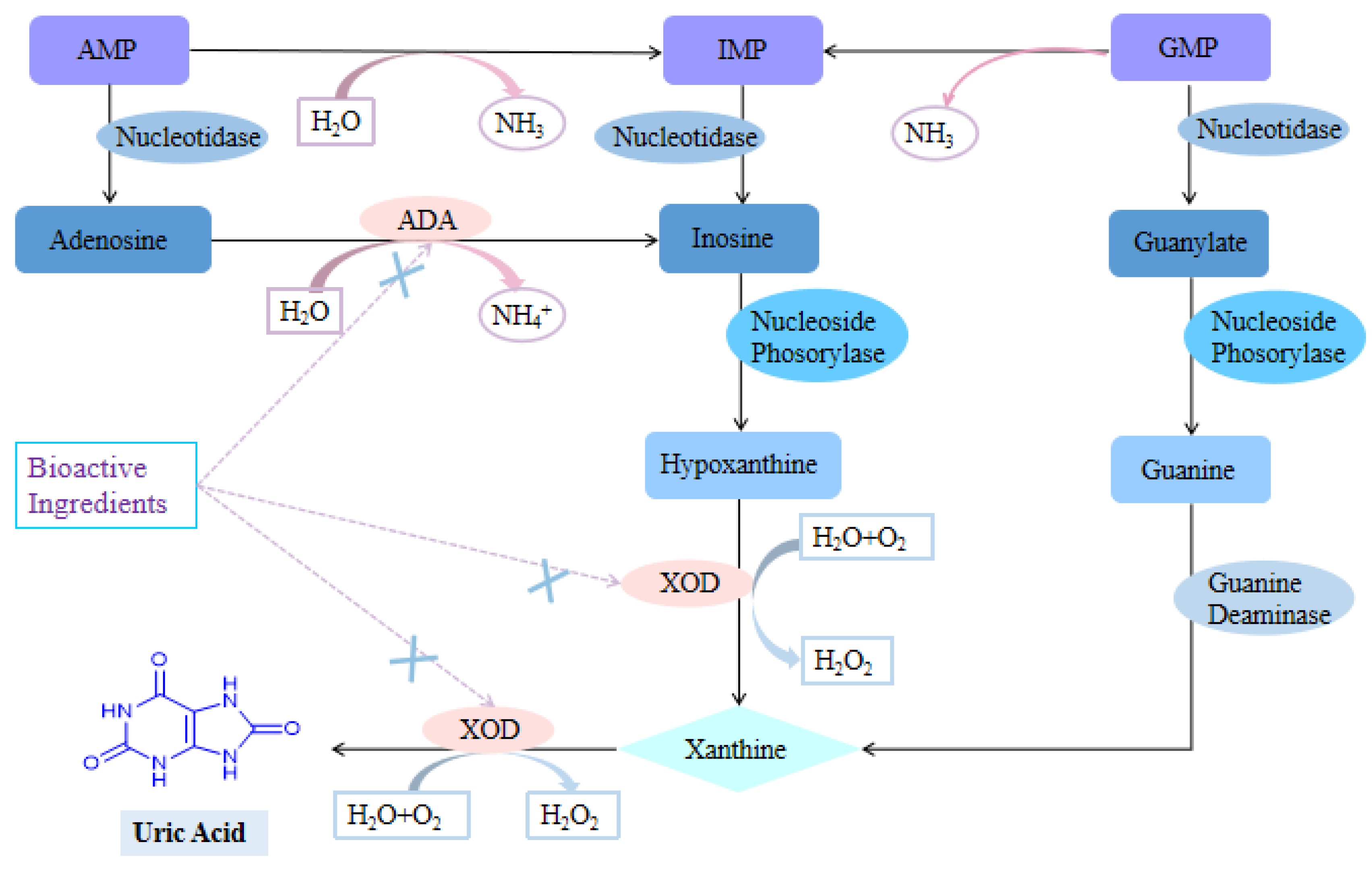 Foods Free Full Text Bioactive Compounds From Plant Based Functional Foods A Promising Choice For The Prevention And Management Of Hyperuricemia Html