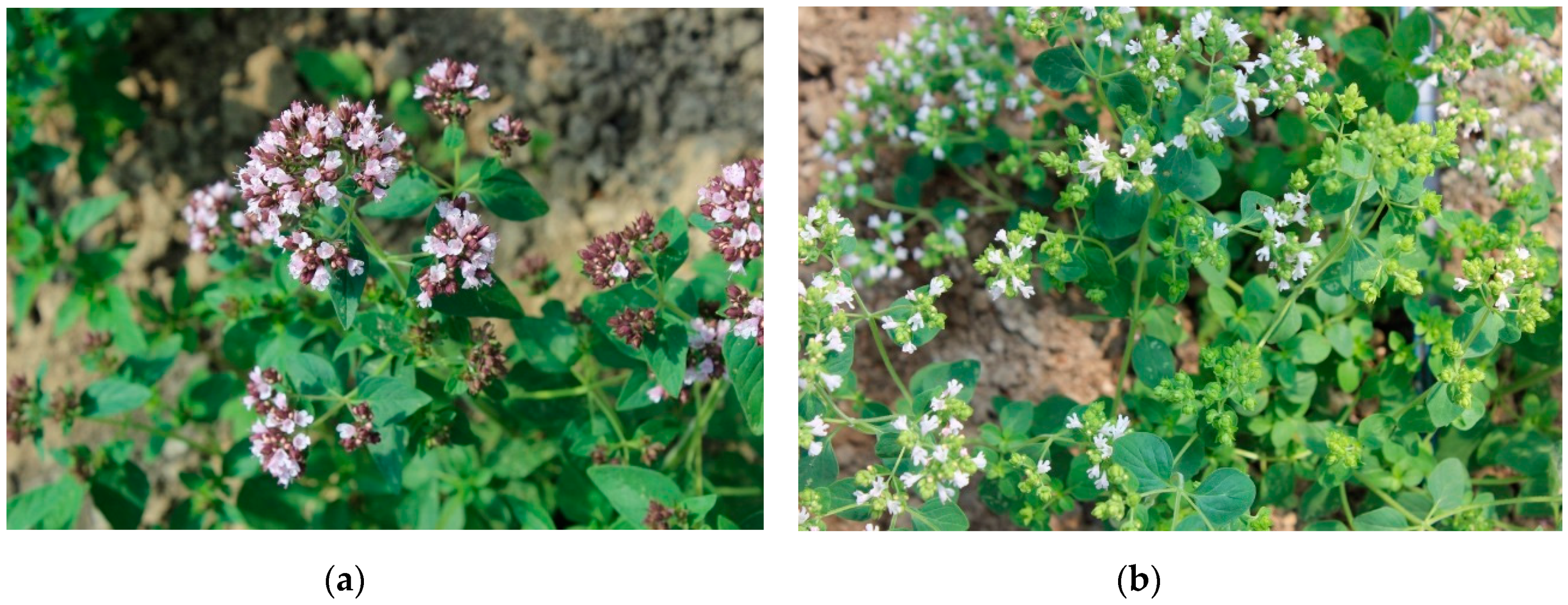 Foods | Free Full-Text | The Quality of Greek Oregano (O. vulgare L. subsp.  hirtum (Link) Ietswaart) and Common Oregano (O. vulgare L. subsp. vulgare)  Cultivated in the Temperate Climate of Central