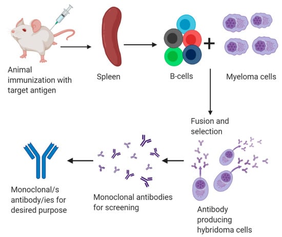 From Polyclonal Sera to Recombinant Antibodies: A Review of ...