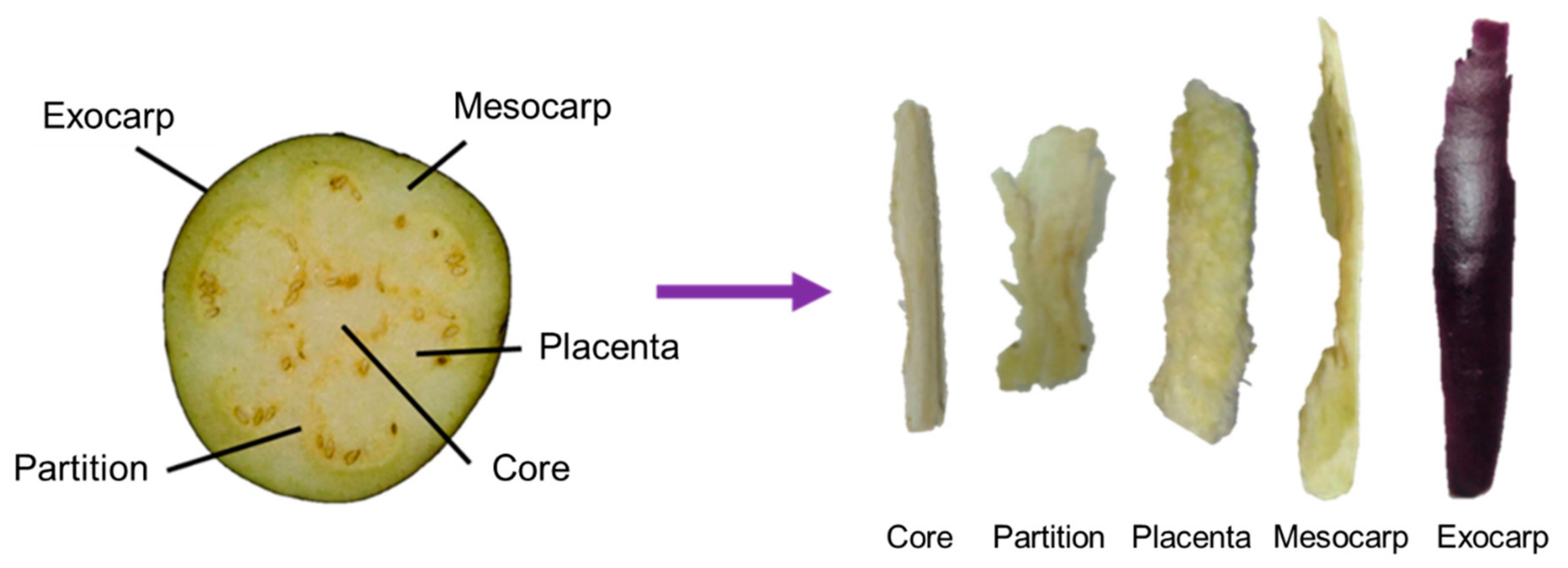 Foods Free Full Text Investigation Of The Distribution And Content Of Acetylcholine A Novel Functional Compound In Eggplant Html