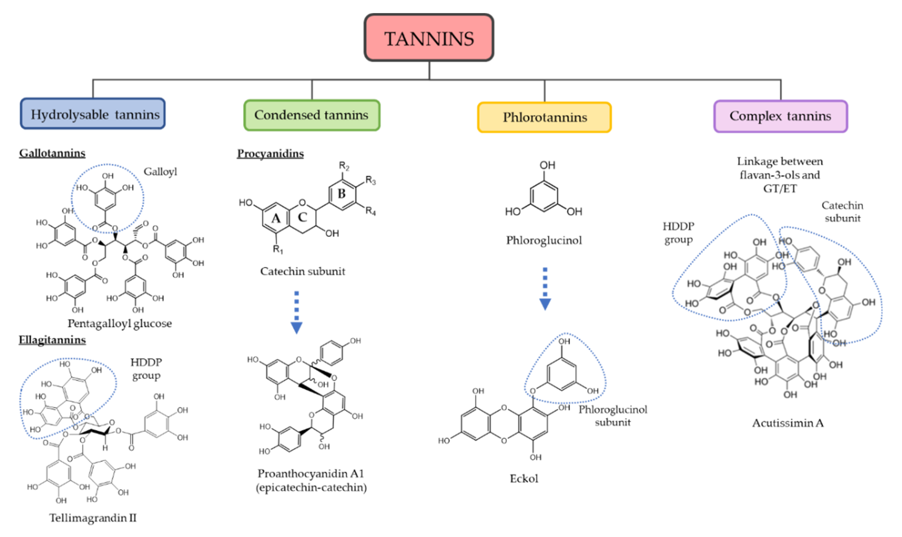 Foods Free Full Text Traditional Applications Of Tannin Rich Extracts Supported By Scientific Data Chemical Composition Bioavailability And Bioaccessibility Html