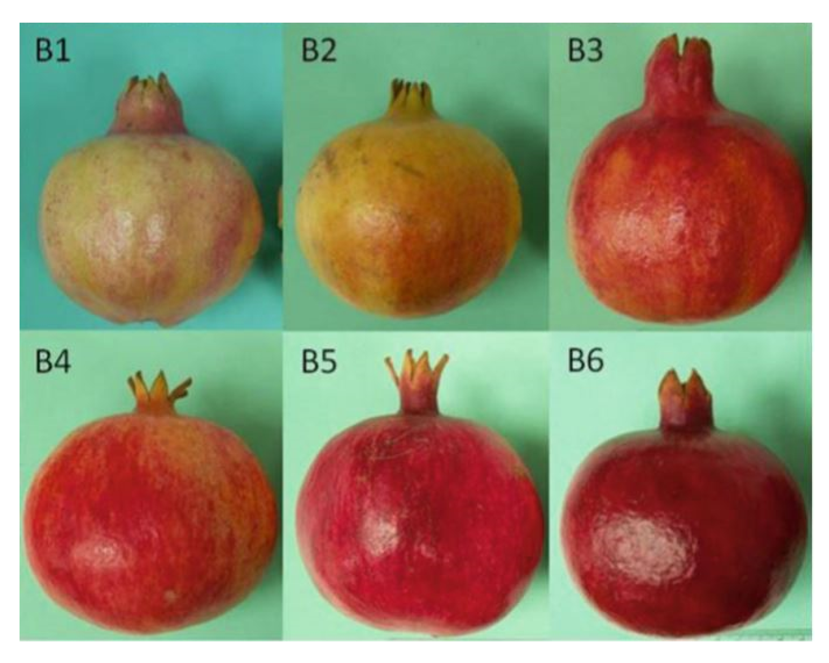 Foods | Free Full-Text | Effects of Argon-Based and Nitrogen-Based Modified  Atmosphere Packaging Technology on the Quality of Pomegranate (Punica  granatum L. cv. Wonderful) Arils