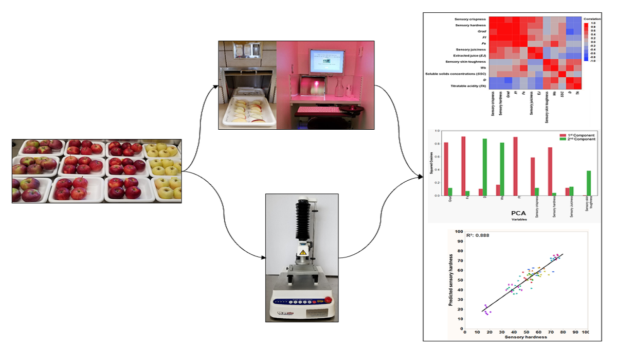 Foods Free Full Text Modelling And Classification Of Apple Textural Attributes Using Sensory Instrumental And Compositional Analyses Html