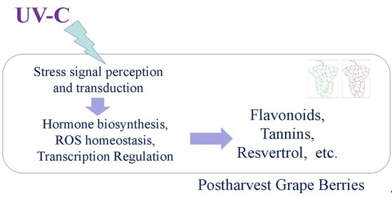 Foods | Free Full-Text | Transcriptomic And Metabolomic Basis Of Short ...