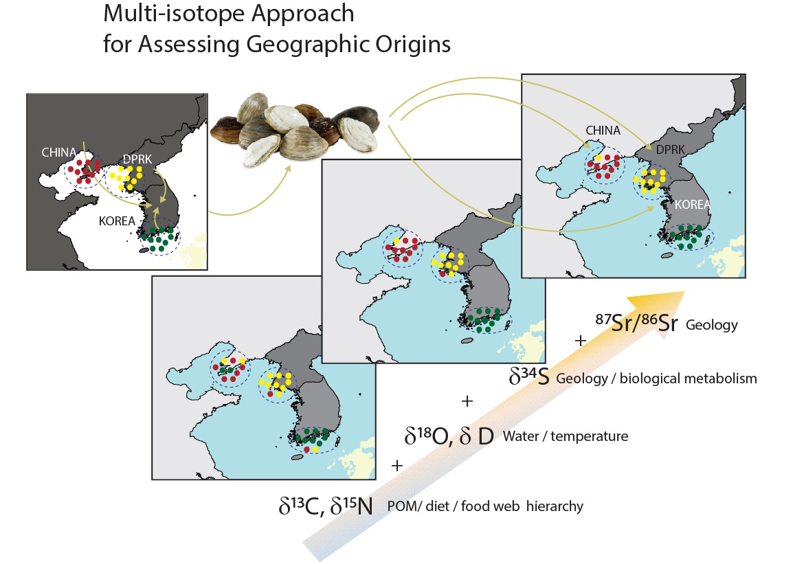 Foods Free Full Text A Multi Elements Isotope Approach To Assess The Geographic Provenance Of Manila Clams Ruditapes Philippinarum Via Recombining Appropriate Elements Html