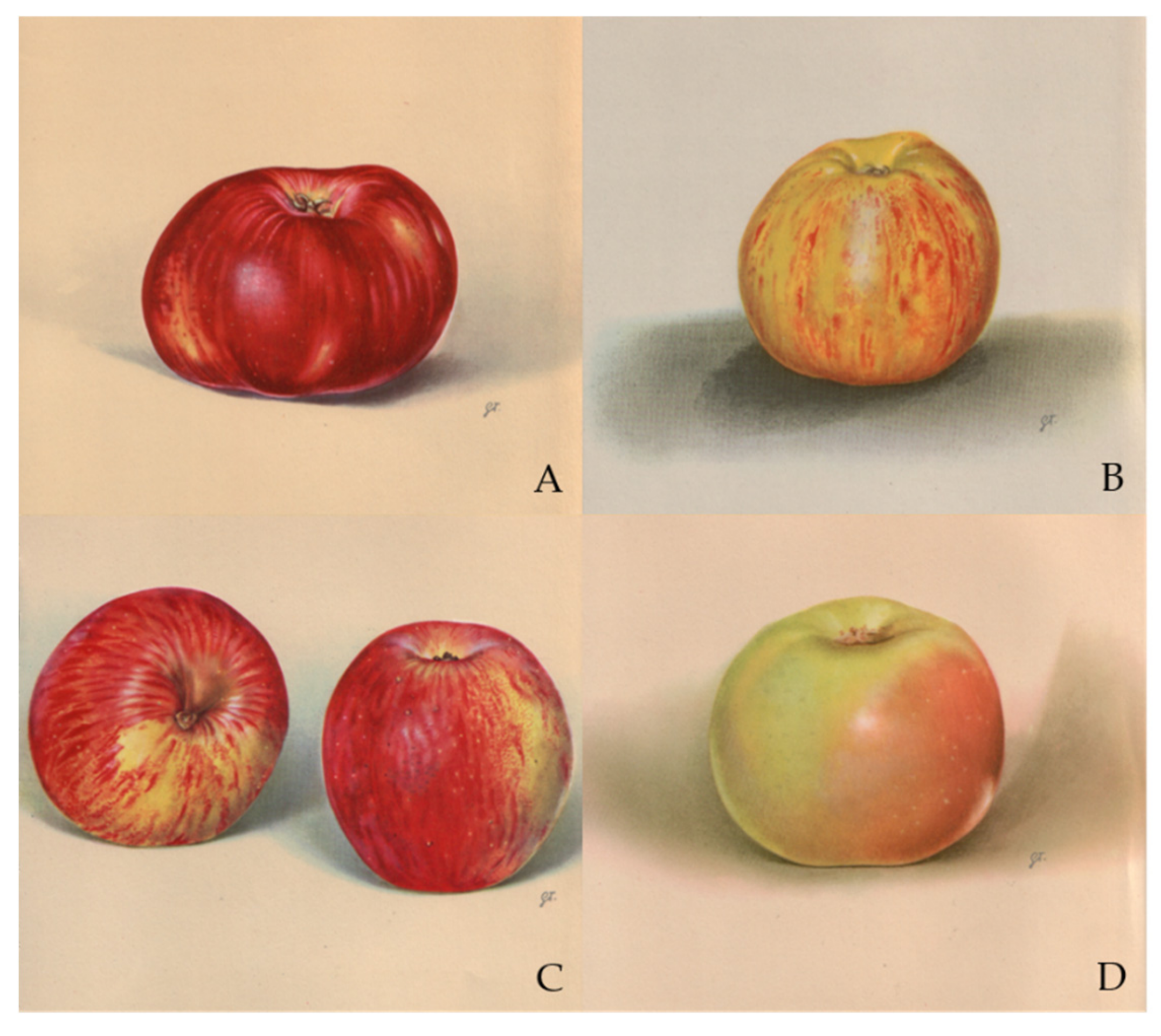 Red, juicy, heat resistant: the hunt for a climate-proof apple