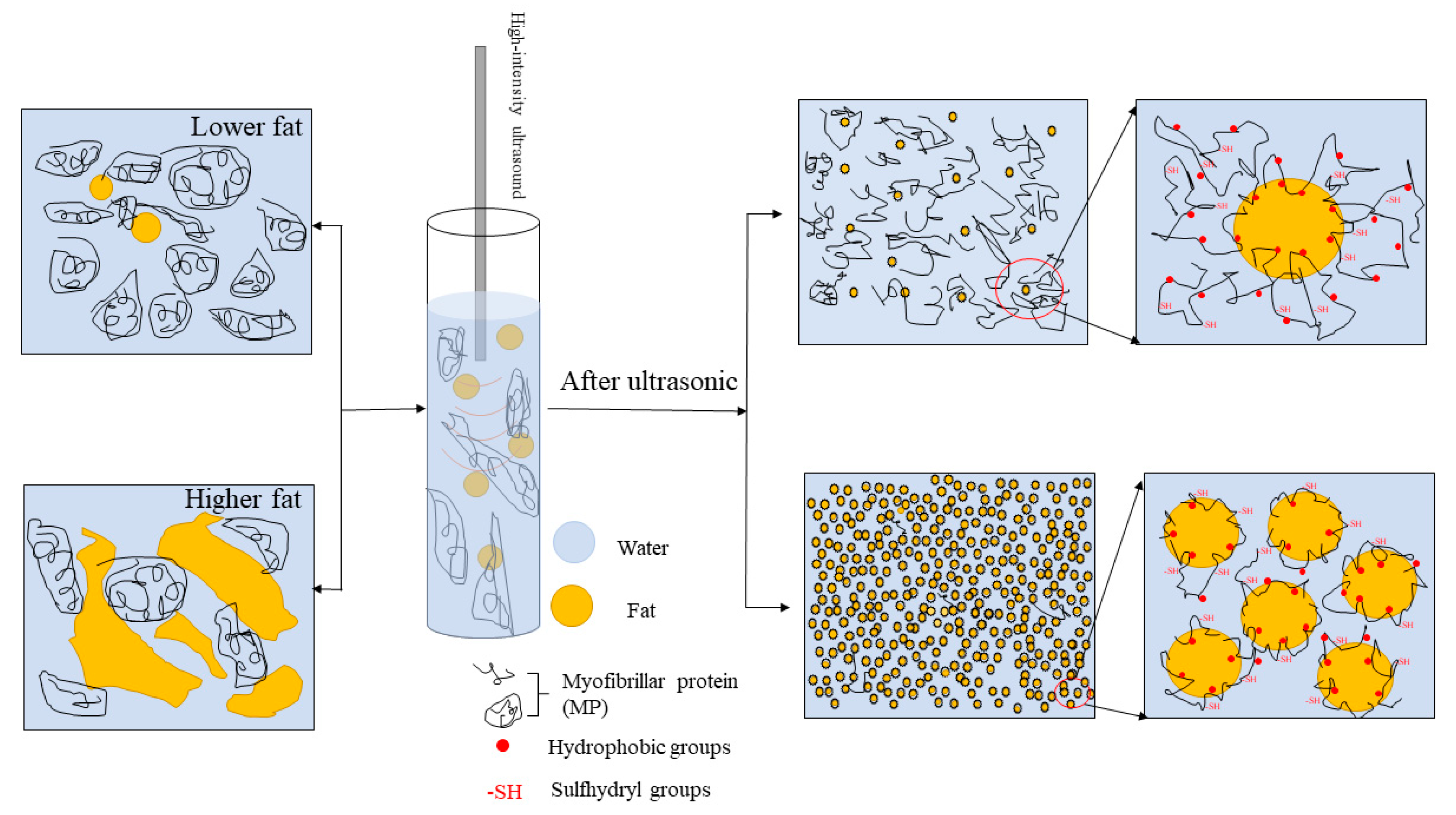 Foods | Free Full-Text | Effects of Ultrasound-Assisted Emulsification ...