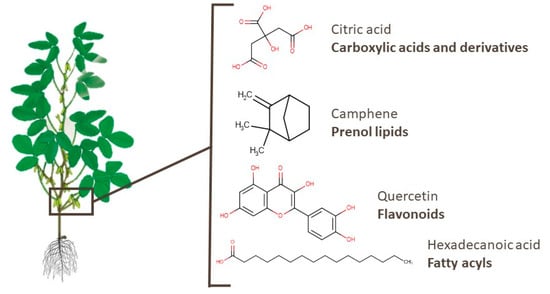 Foods | Free Full-Text | Metabolomics as a Tool to Study