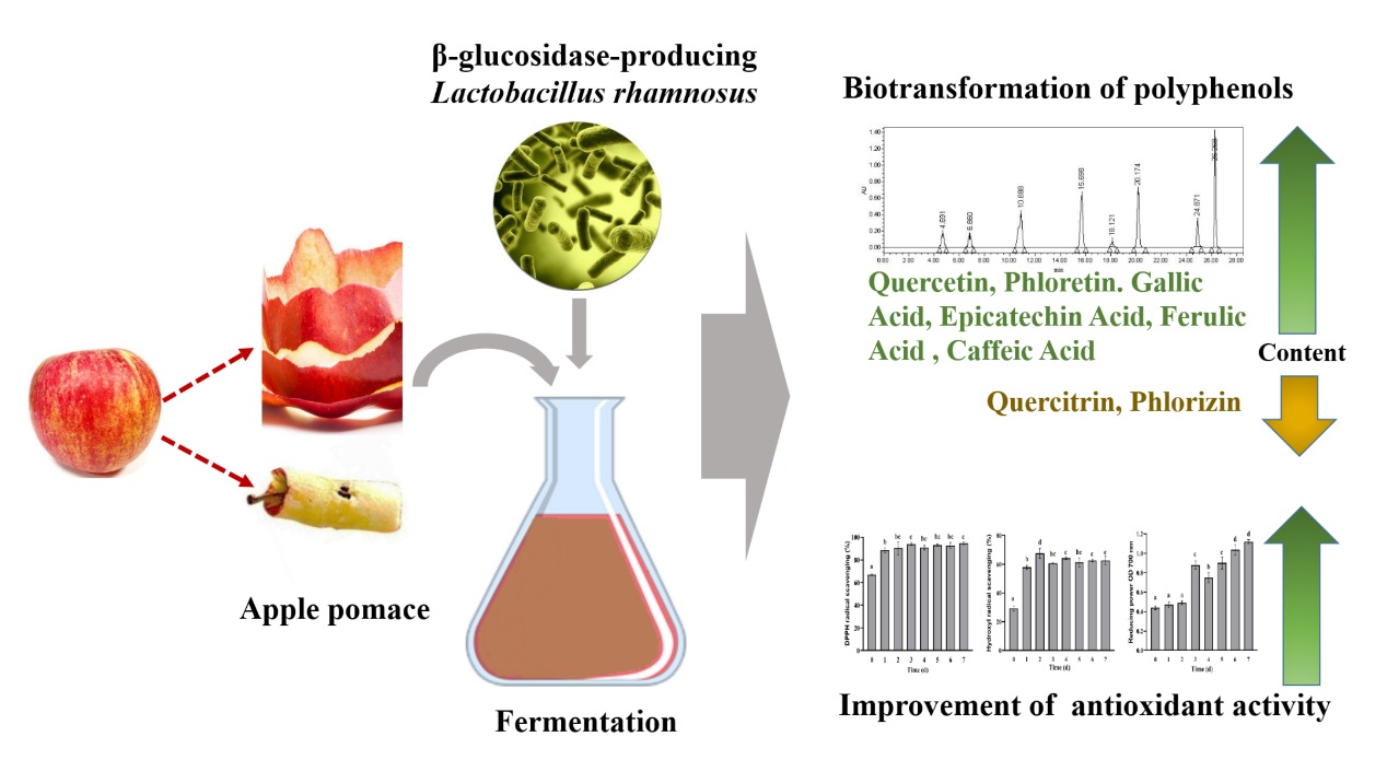 Foods | Free Full-Text | Biotransformation of Polyphenols in Apple Pomace  Fermented by β-Glucosidase-Producing Lactobacillus rhamnosus L08