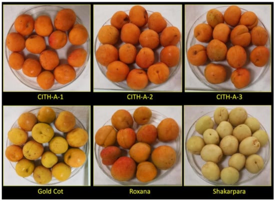 Apricot vs. Dried fruit — In-Depth Nutrition Comparison