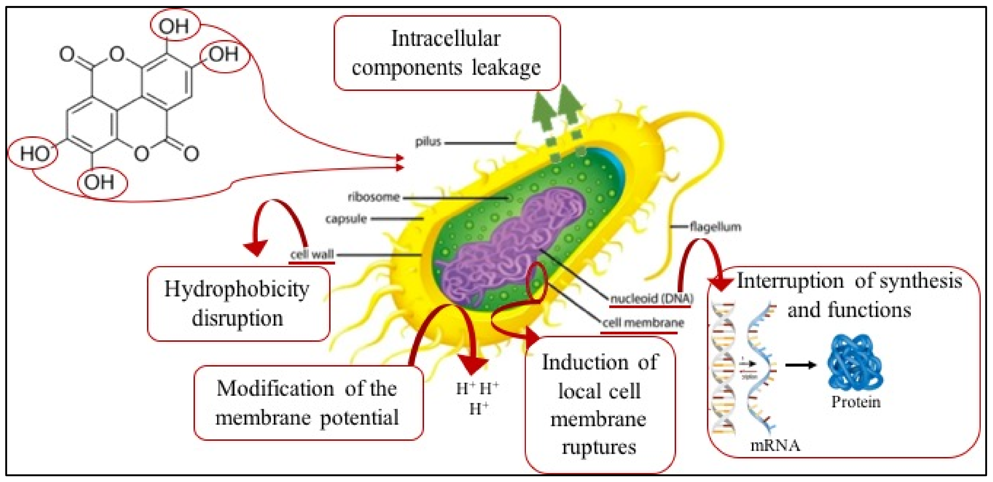 Foods 10 01359 g004 Foods 10 01359 g004